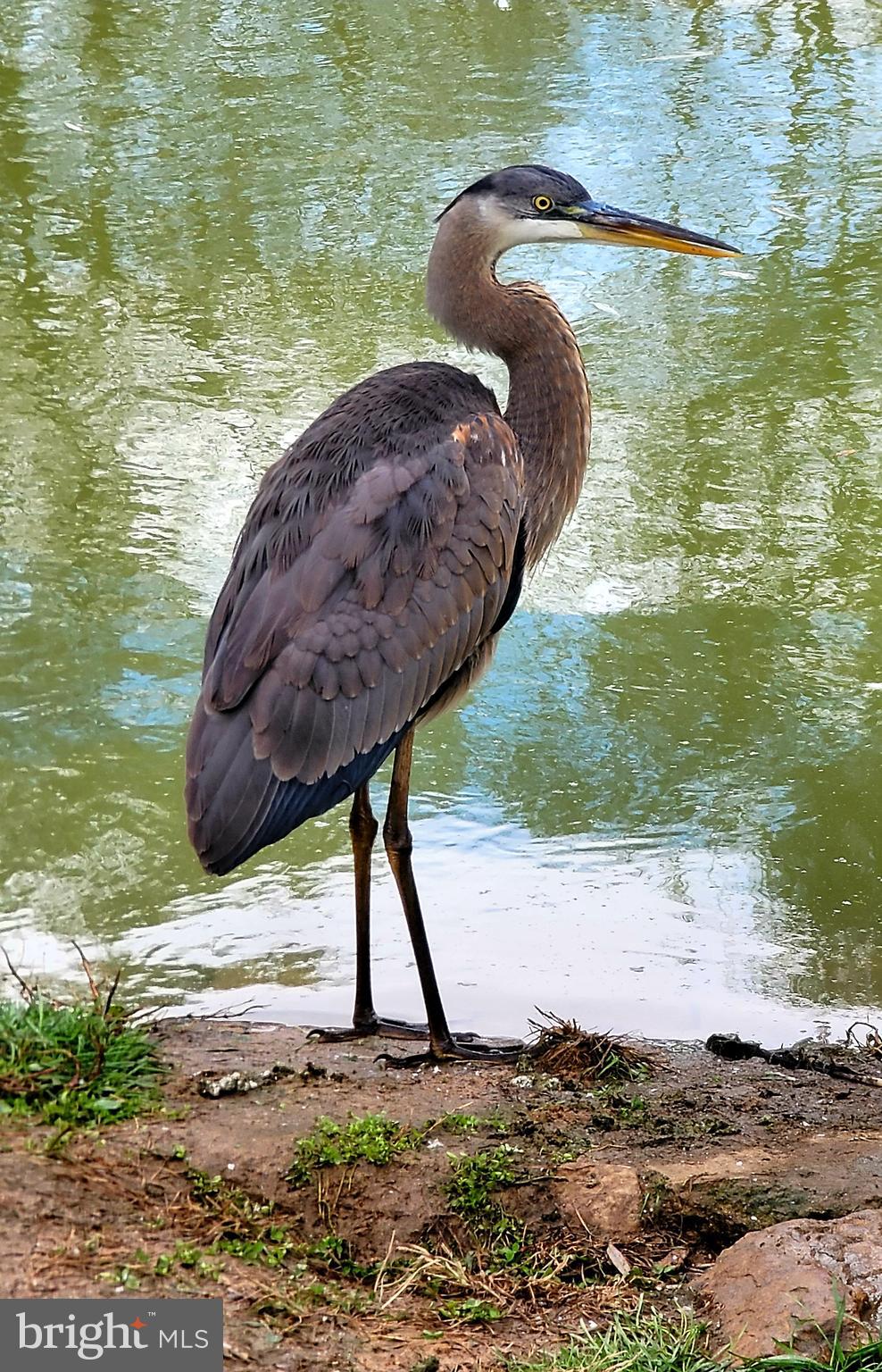 HEDGESVILLE - Residential