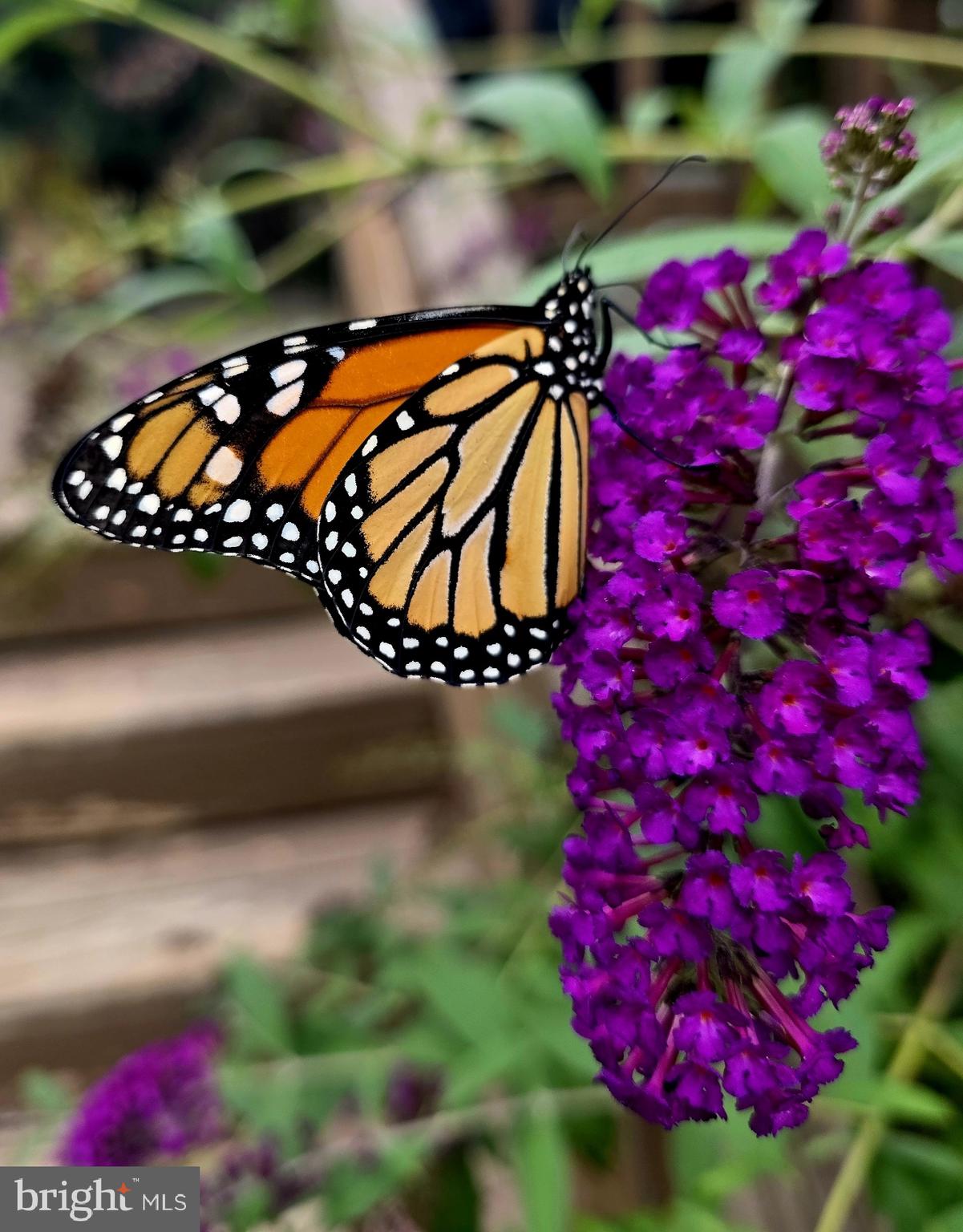 HEDGESVILLE - Residential