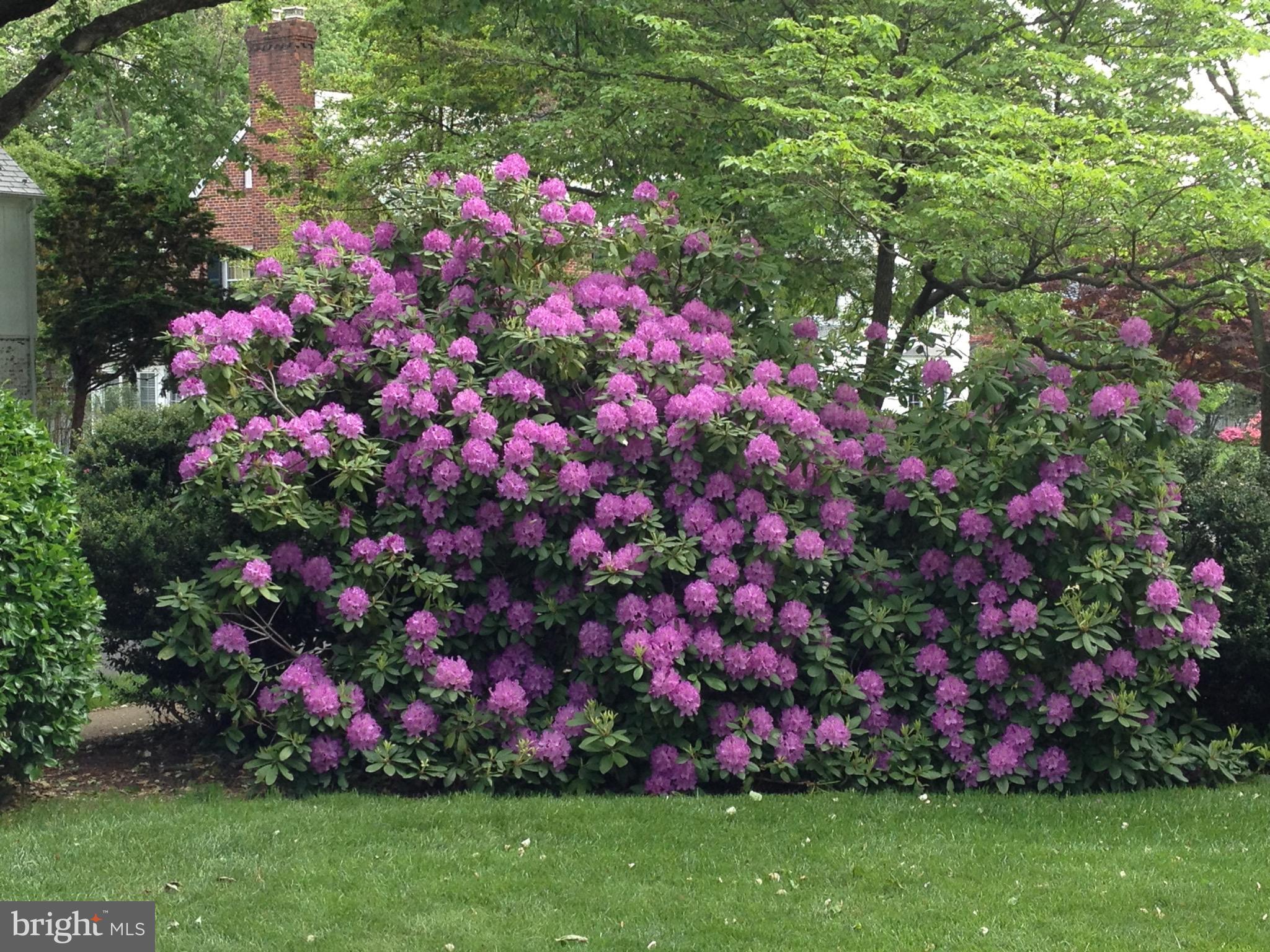 THE ORCHARDS - Residential