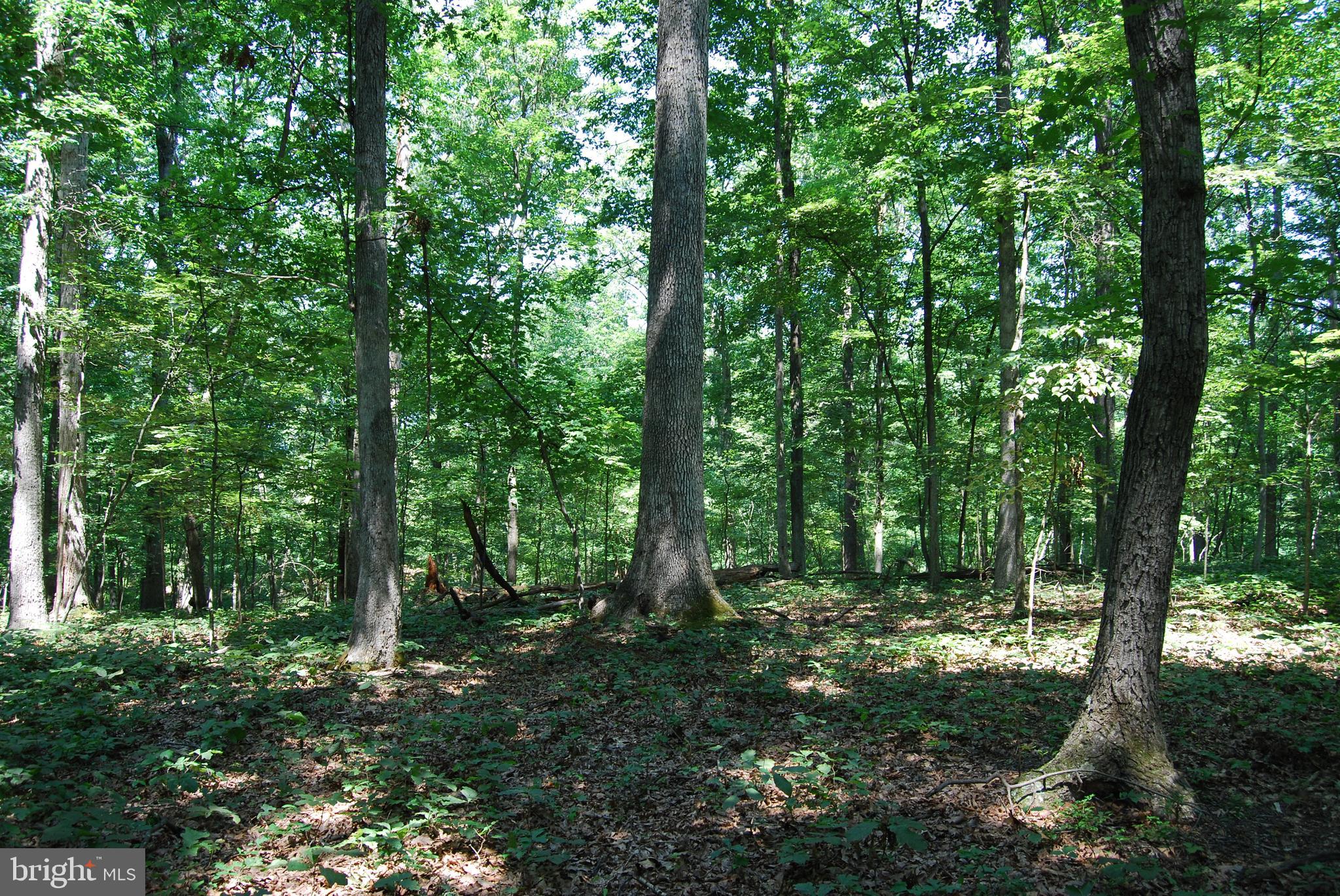 FOREST HEIGHTS - Farm