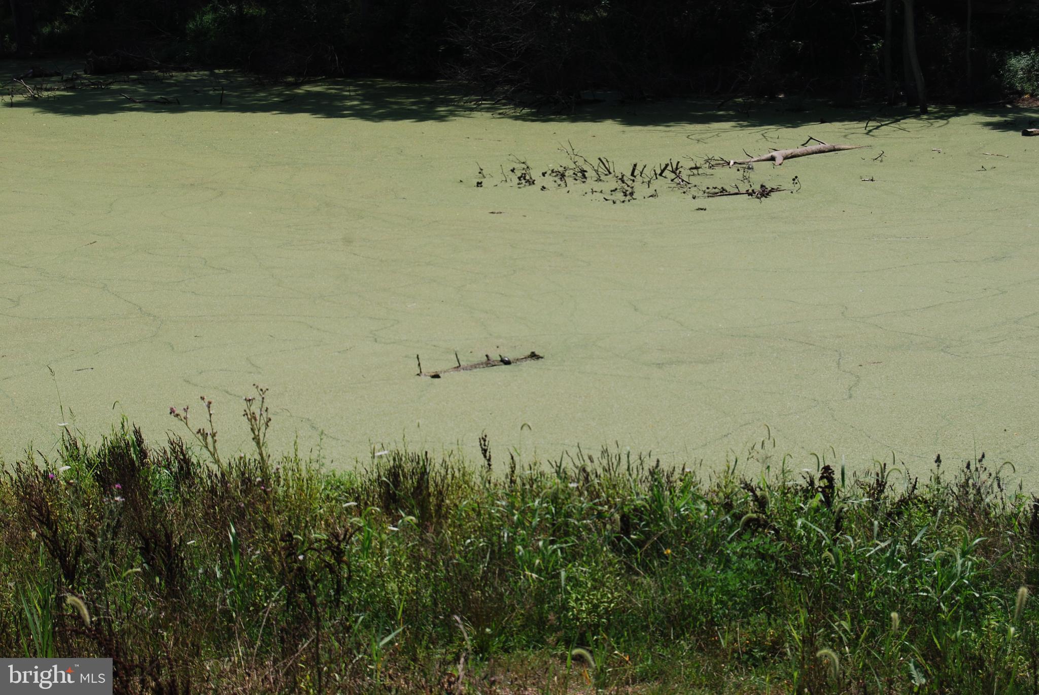 FOREST HEIGHTS - Farm