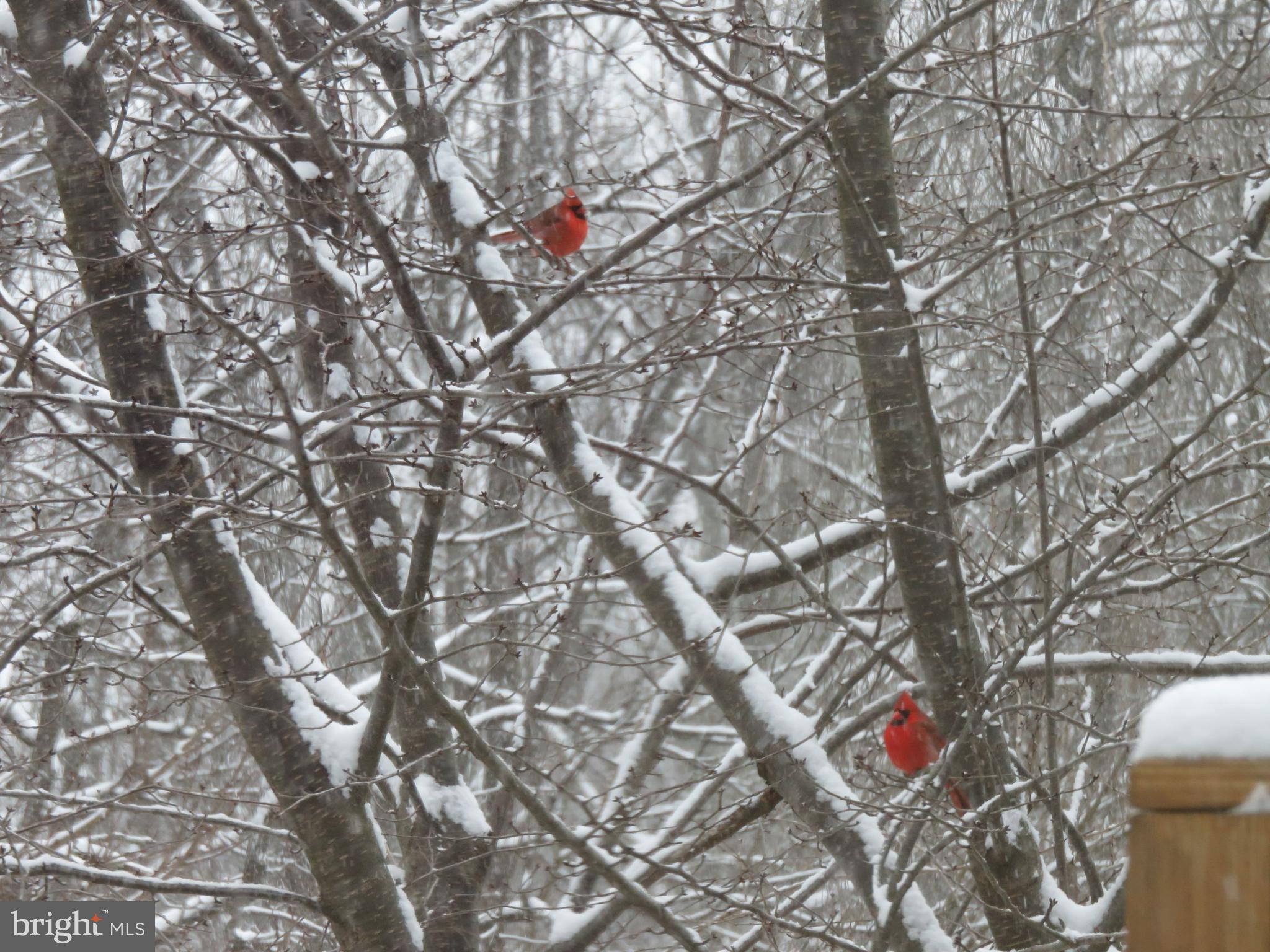 NORBECK MANOR - Residential