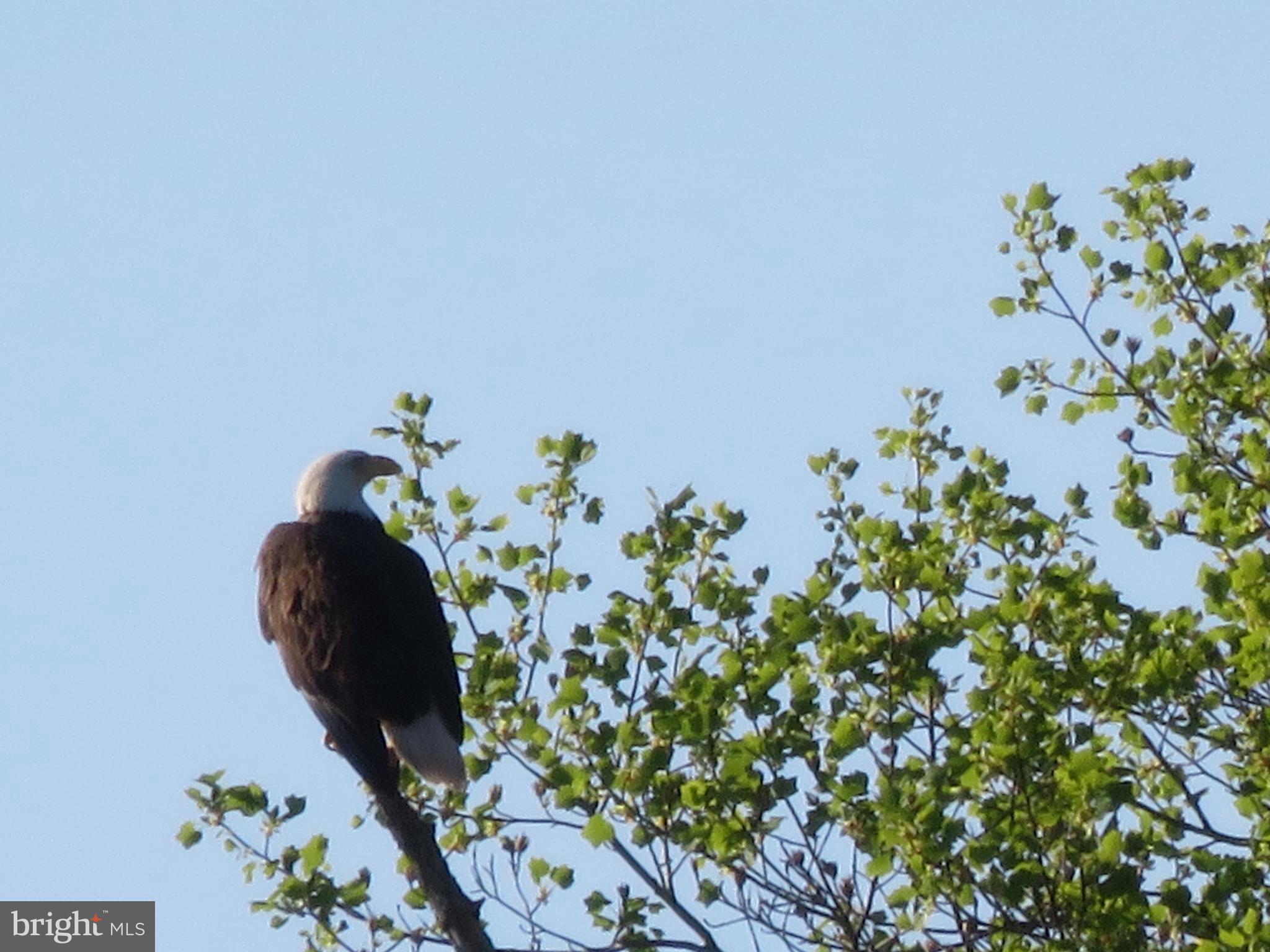 NORBECK MANOR - Residential