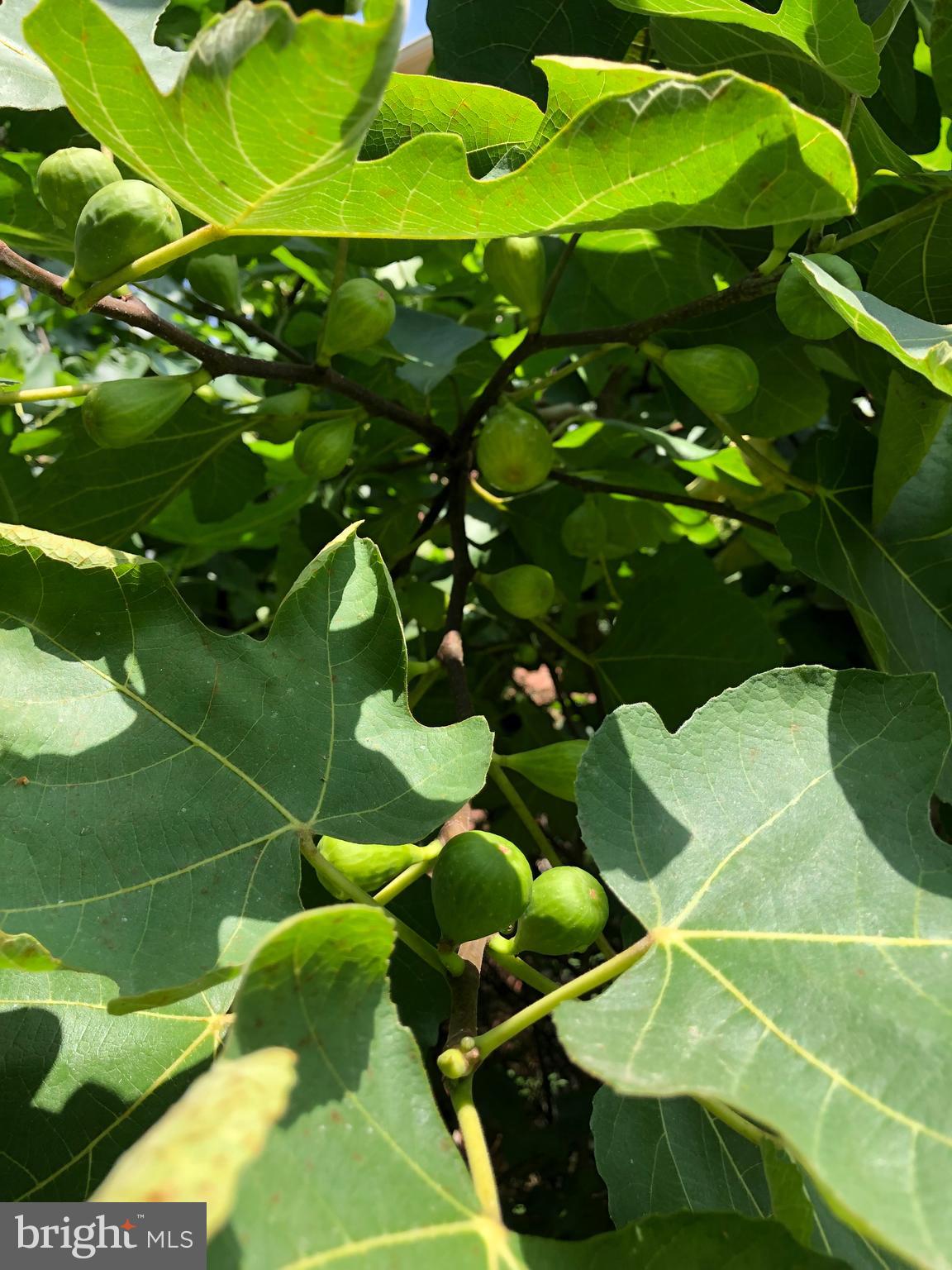 BEDFORDSHIRE - Residential