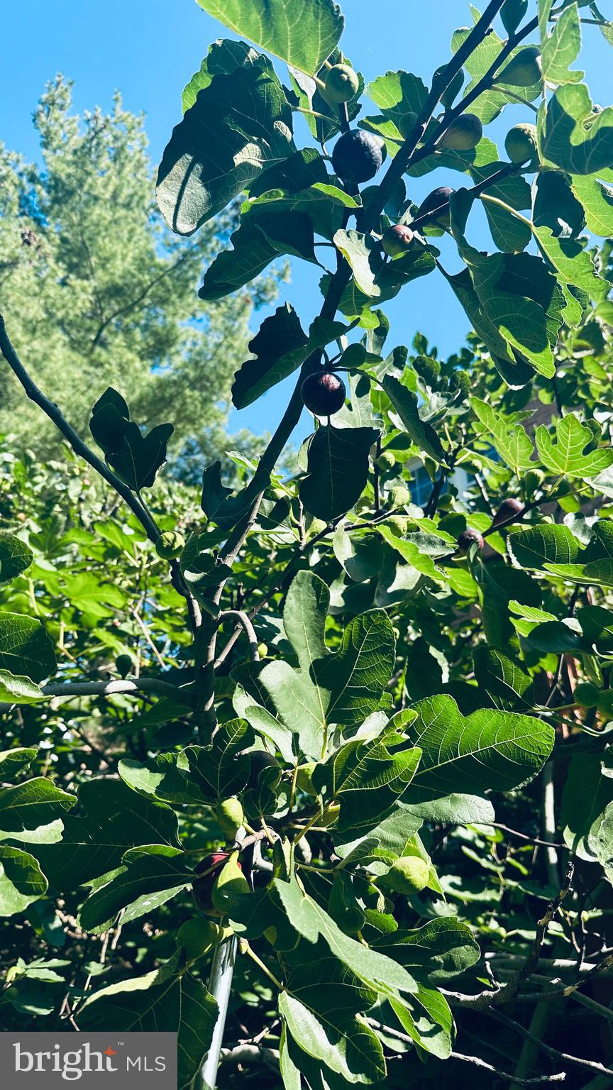 BEDFORDSHIRE - Residential