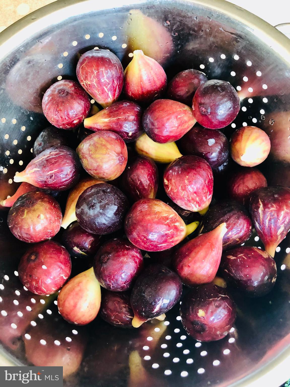 BEDFORDSHIRE - Residential