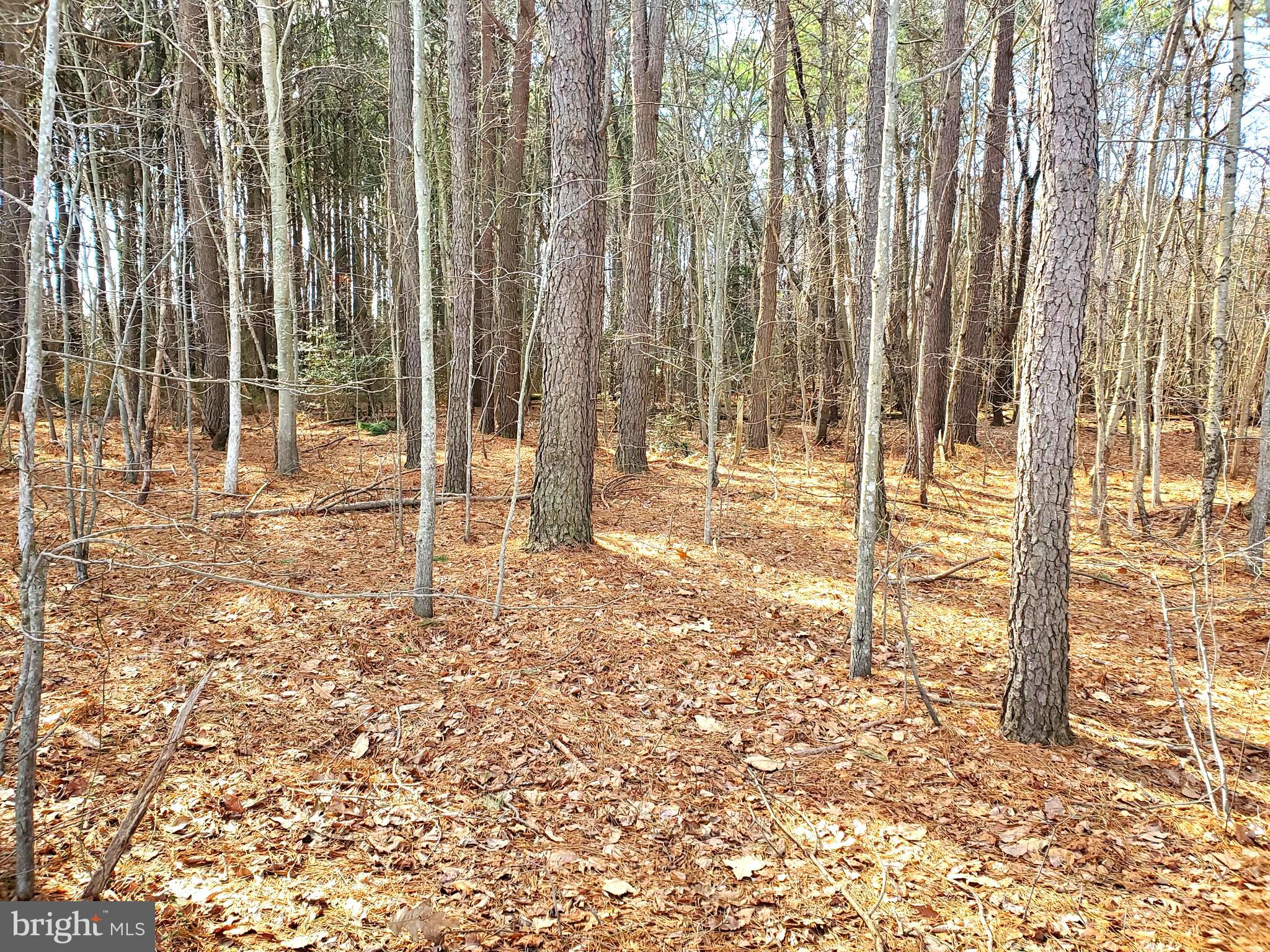 Large lot in northern Dorchester County, well located with easy access to Cambridge and Easton for work and play. Delaware not far for tax free purchases. Wooded with mature pine and hardwood in a rural area of open farmland offering privacy. Lot size is 6.51 acres, of which 4.48 is in a forest conservation area, leaving more than ample room of 2.03 acres for your new home and other improvements. (see plat in Documents). Home site is partially cleared. There are deed restrictions for value protection which are not too burdensome. This is a finished lot and ready to build with county permits.