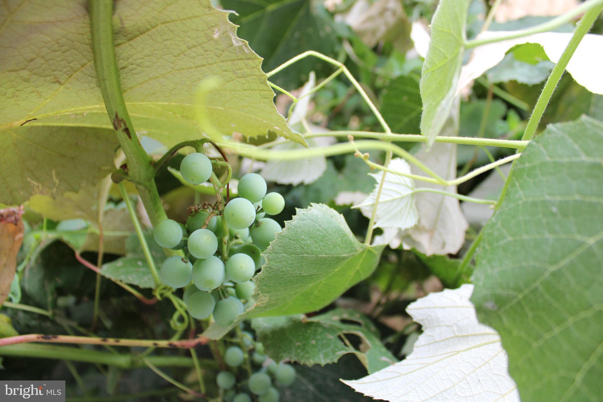 COLONIAL PARK - Residential