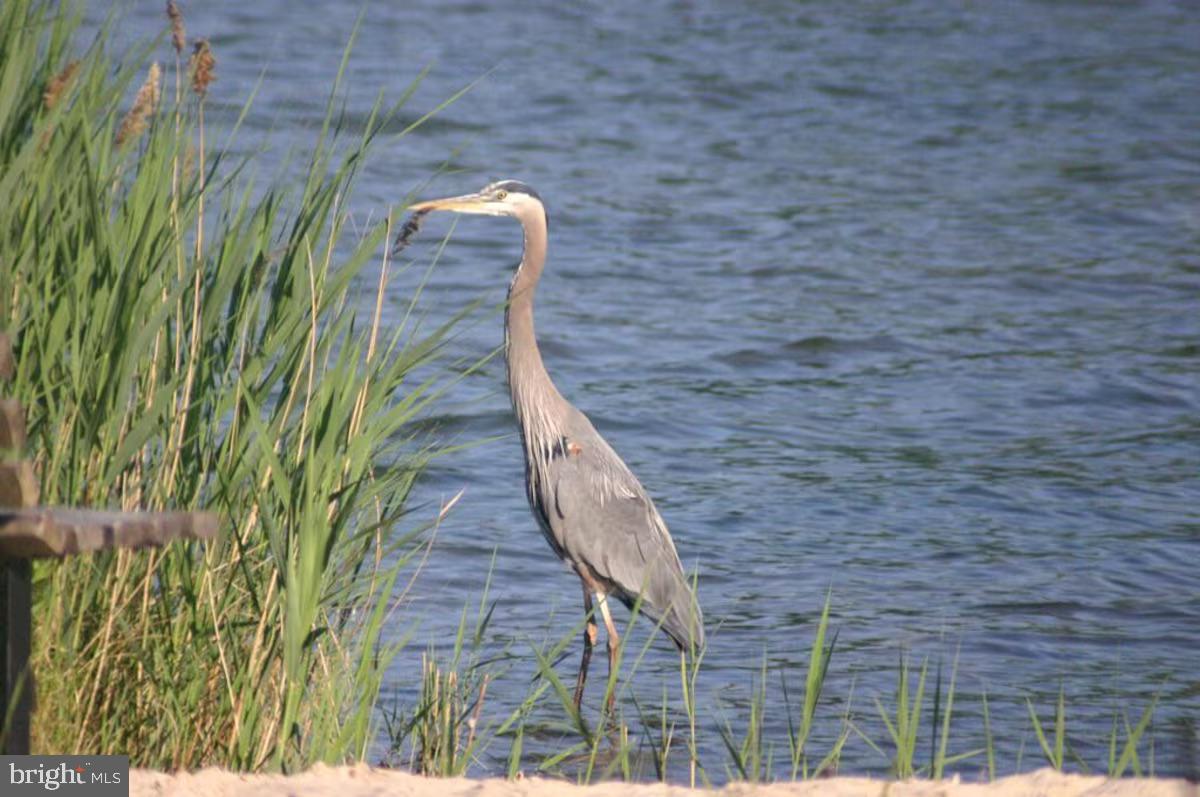 WITTMAN - Residential