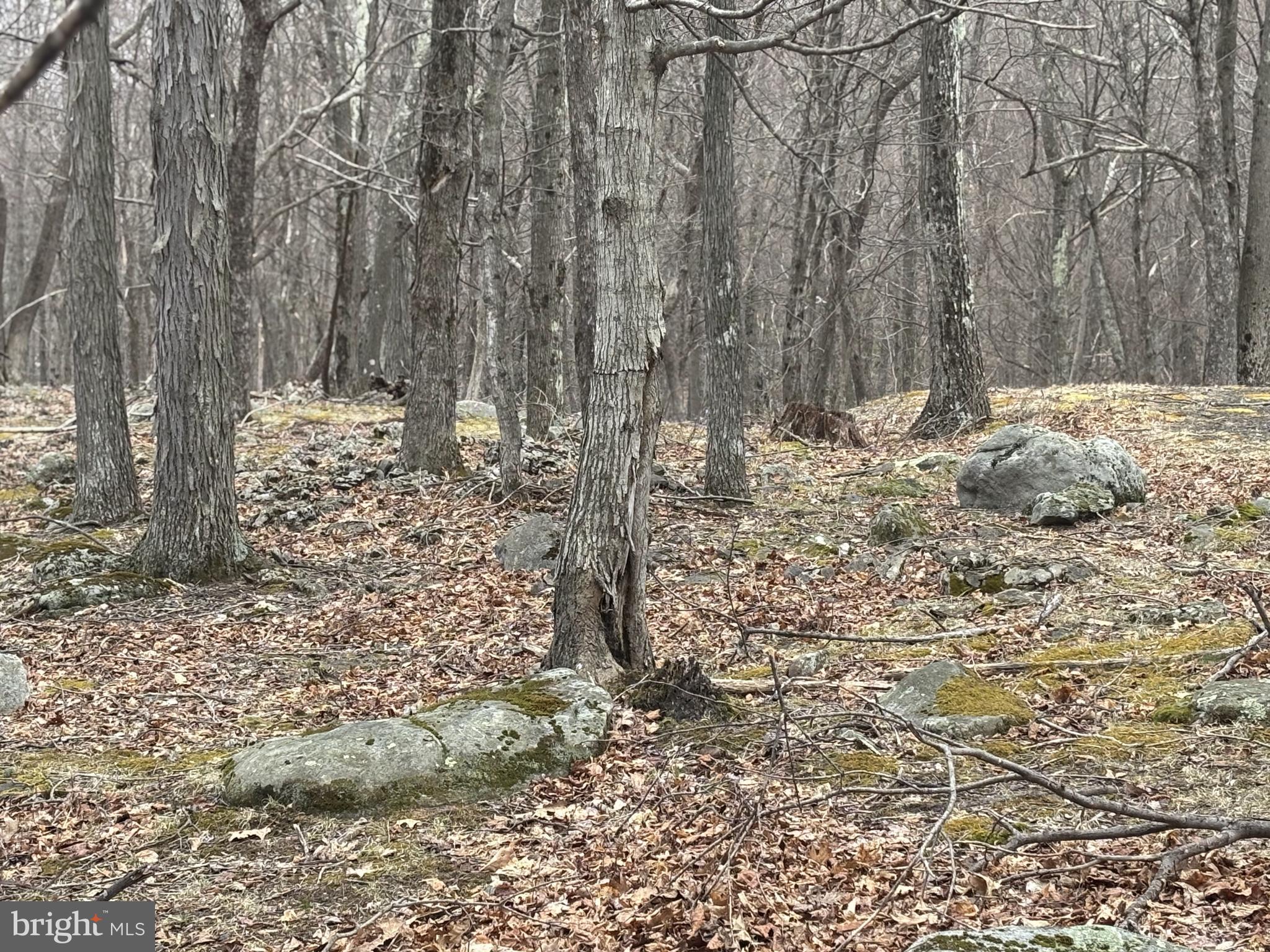 Community surrounded by 17,371 acres of Federally owned recreational land including 2,000 acres of Dolly Sods scenic area in the Monongahela National Forest. Hunt, fish, hike, ski, kayak...it's all in your backyard!