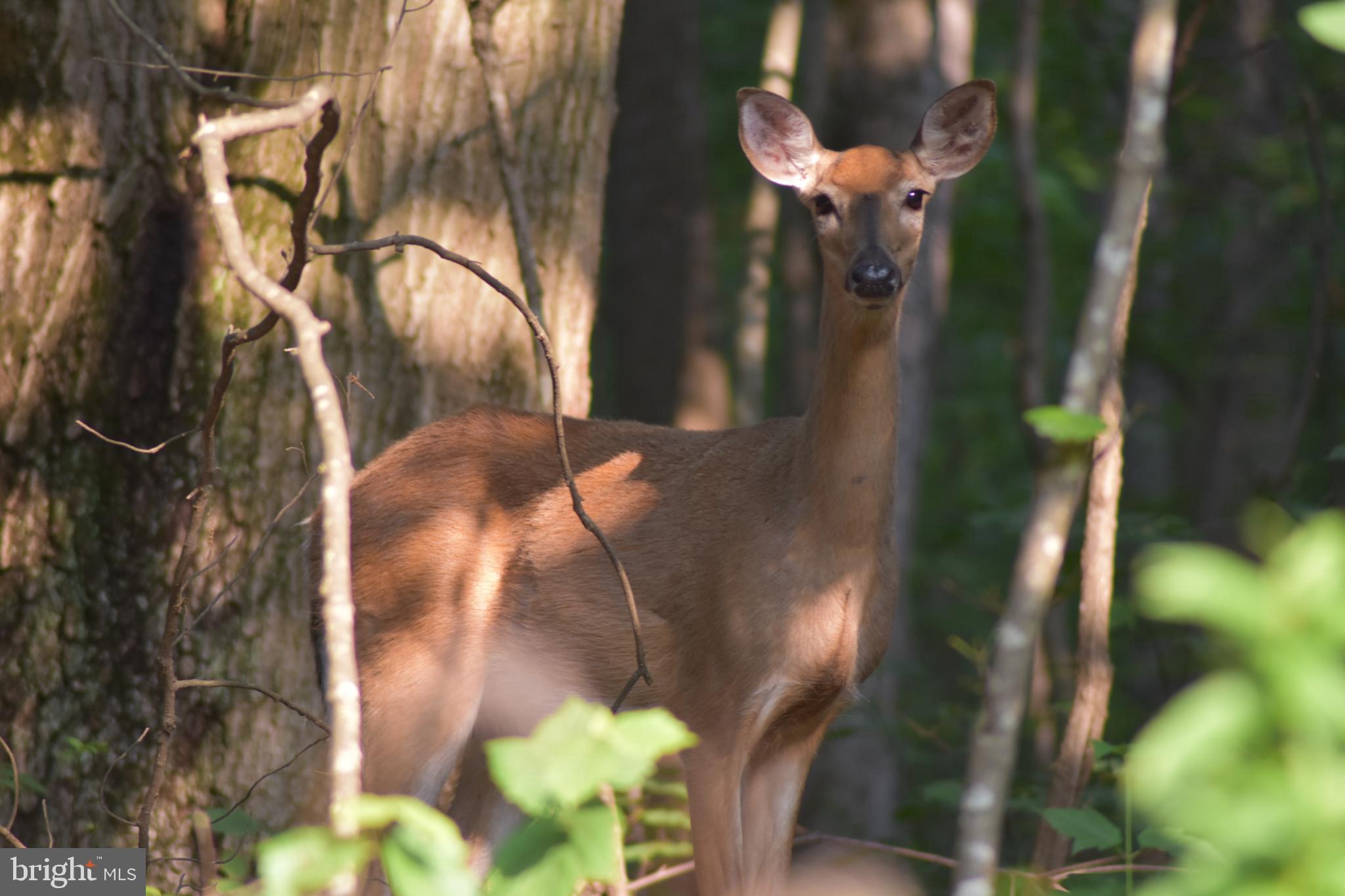 2900 DEEP HOLLOW ROAD