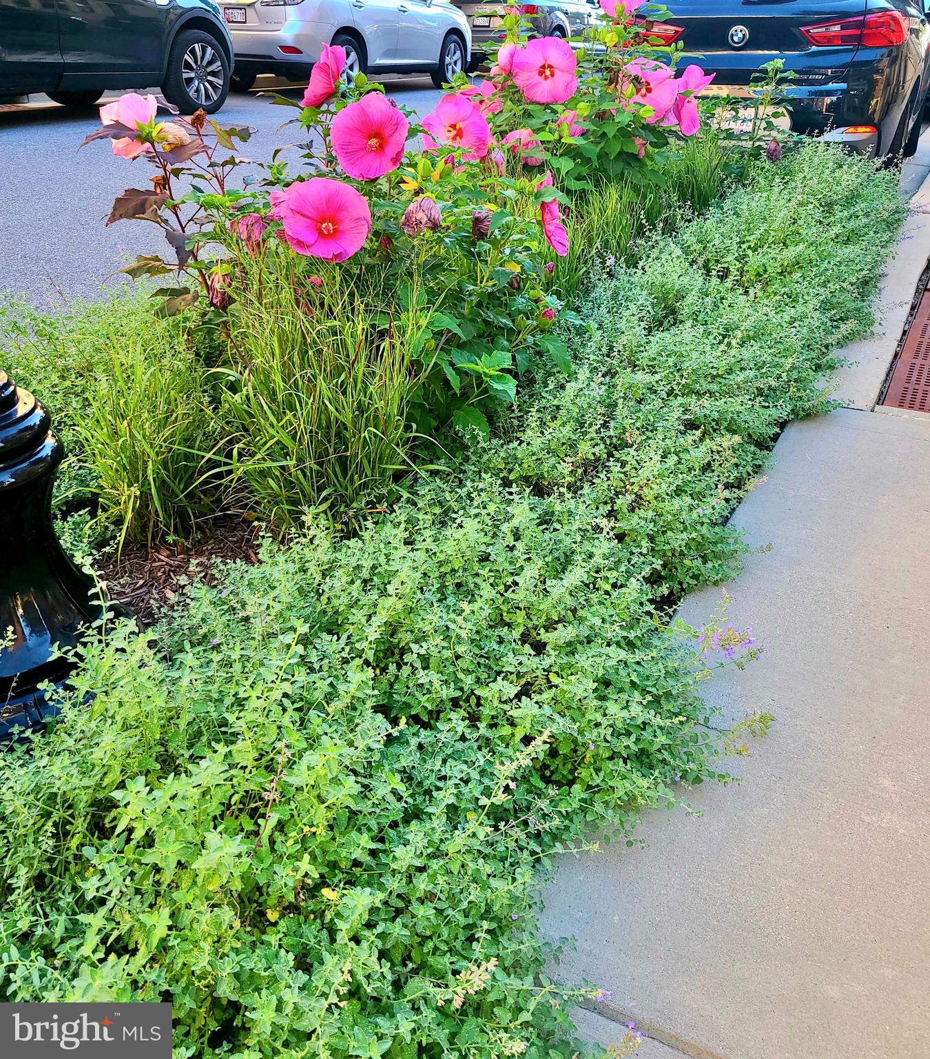 LOCUST POINT - Residential