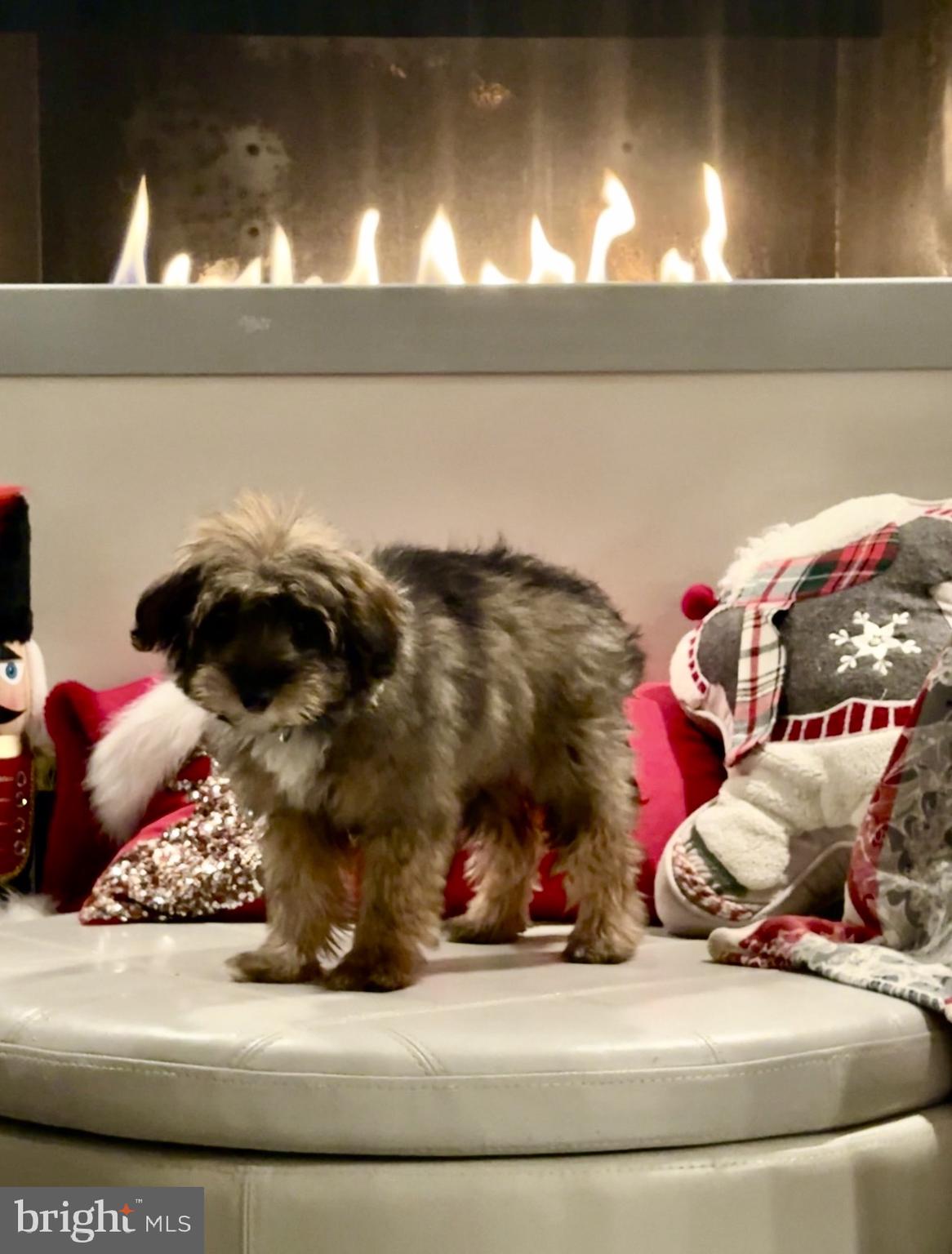 LOCUST POINT - Residential