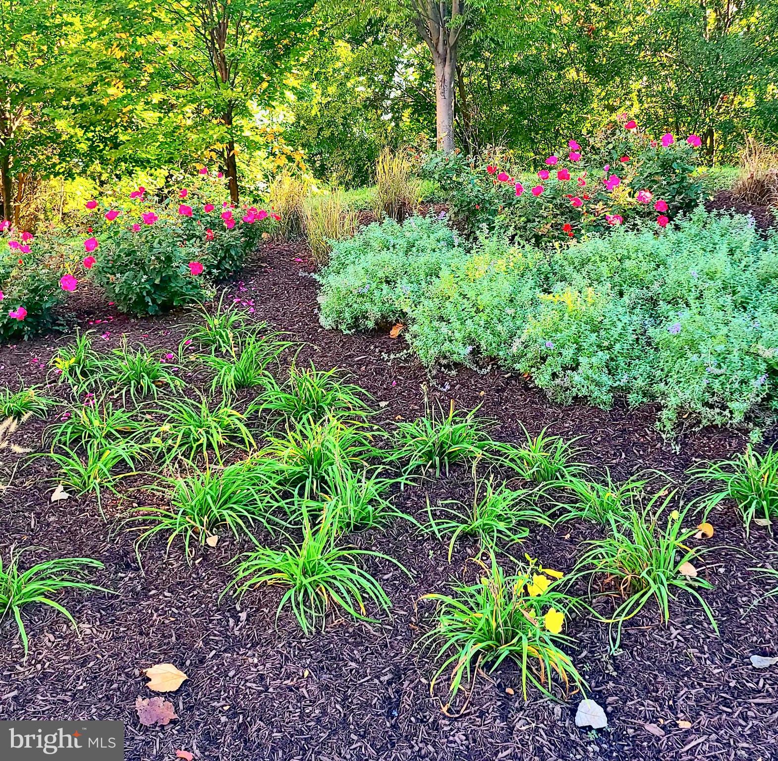 LOCUST POINT - Residential