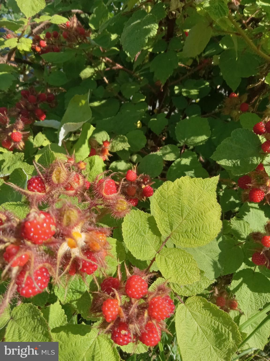 HEDGESVILLE - Residential