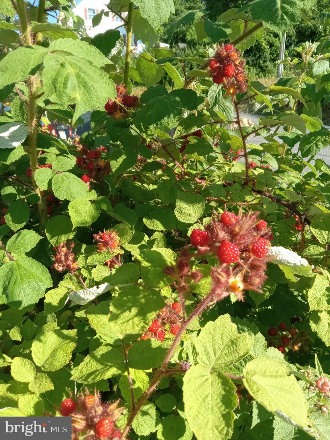 HEDGESVILLE - Residential