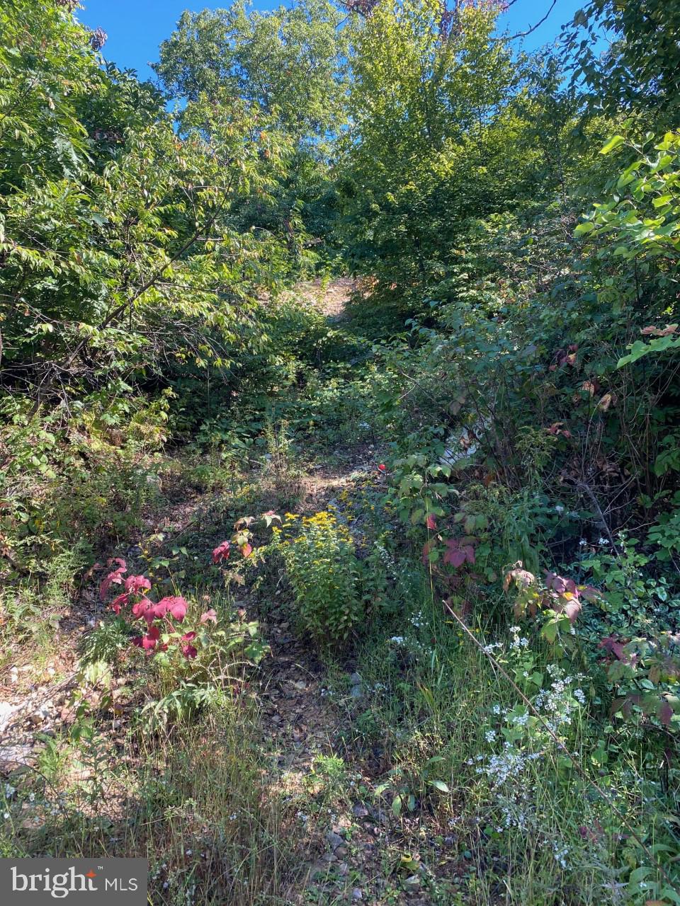 951 BOBCAT TRAIL