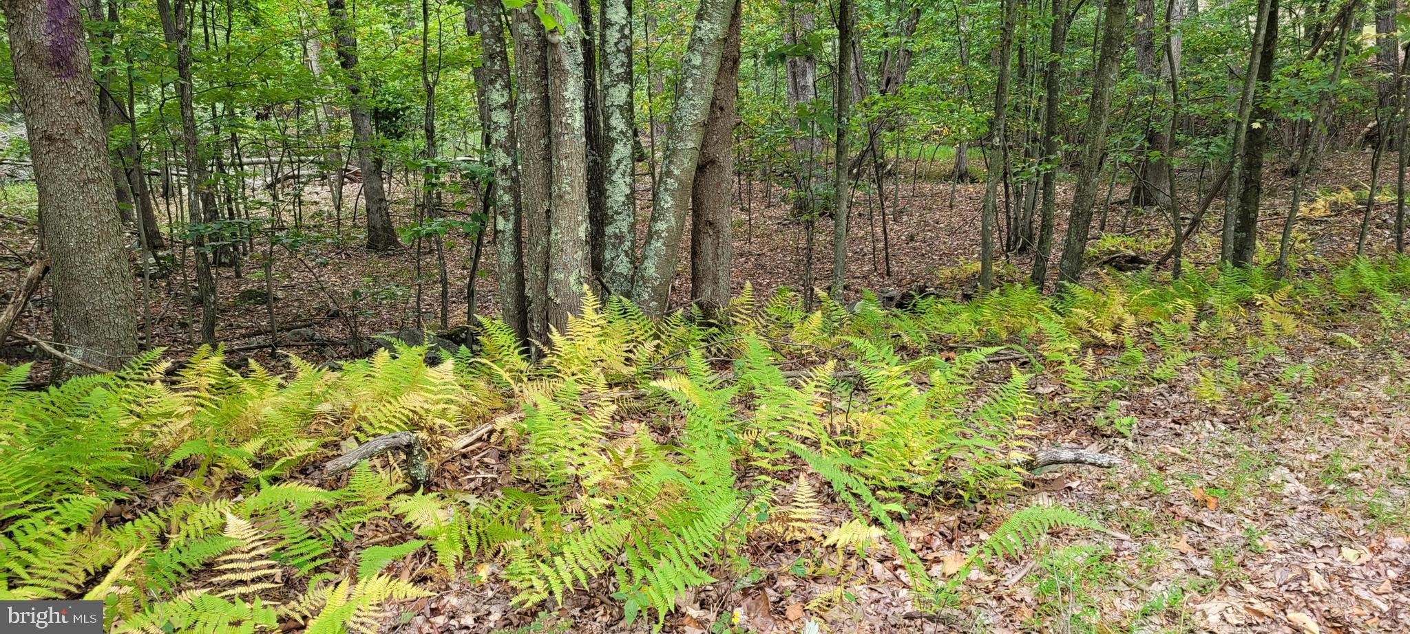 VALLEY HIGH TIMBER FARMS - Land