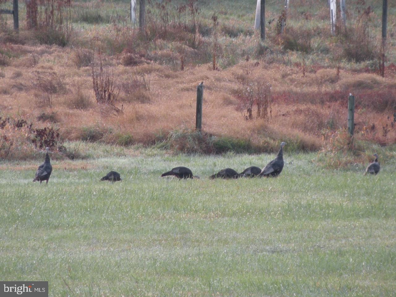 KEEDYSVILLE - Residential