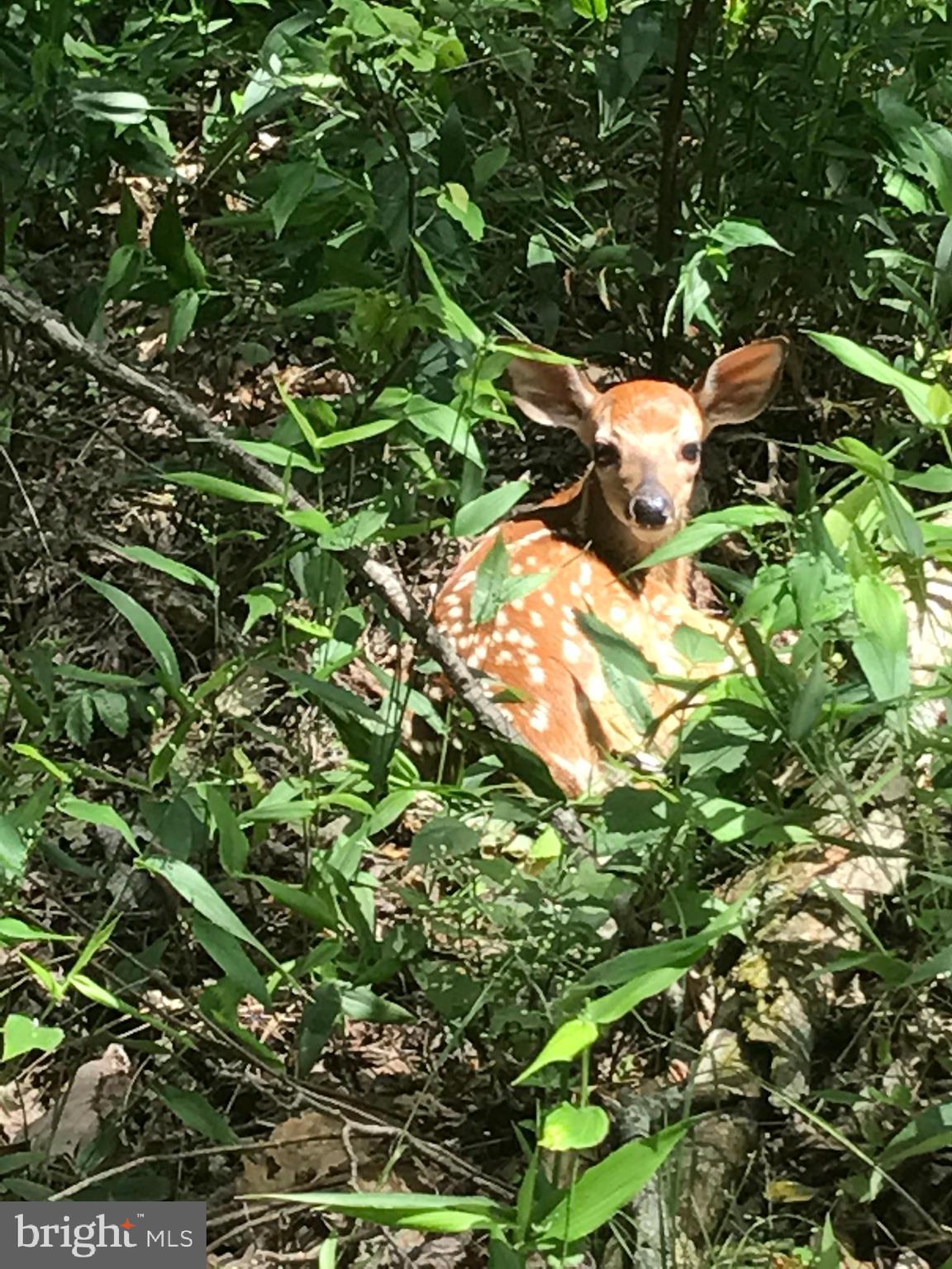 STONY MOUNTAIN LODGE - Land
