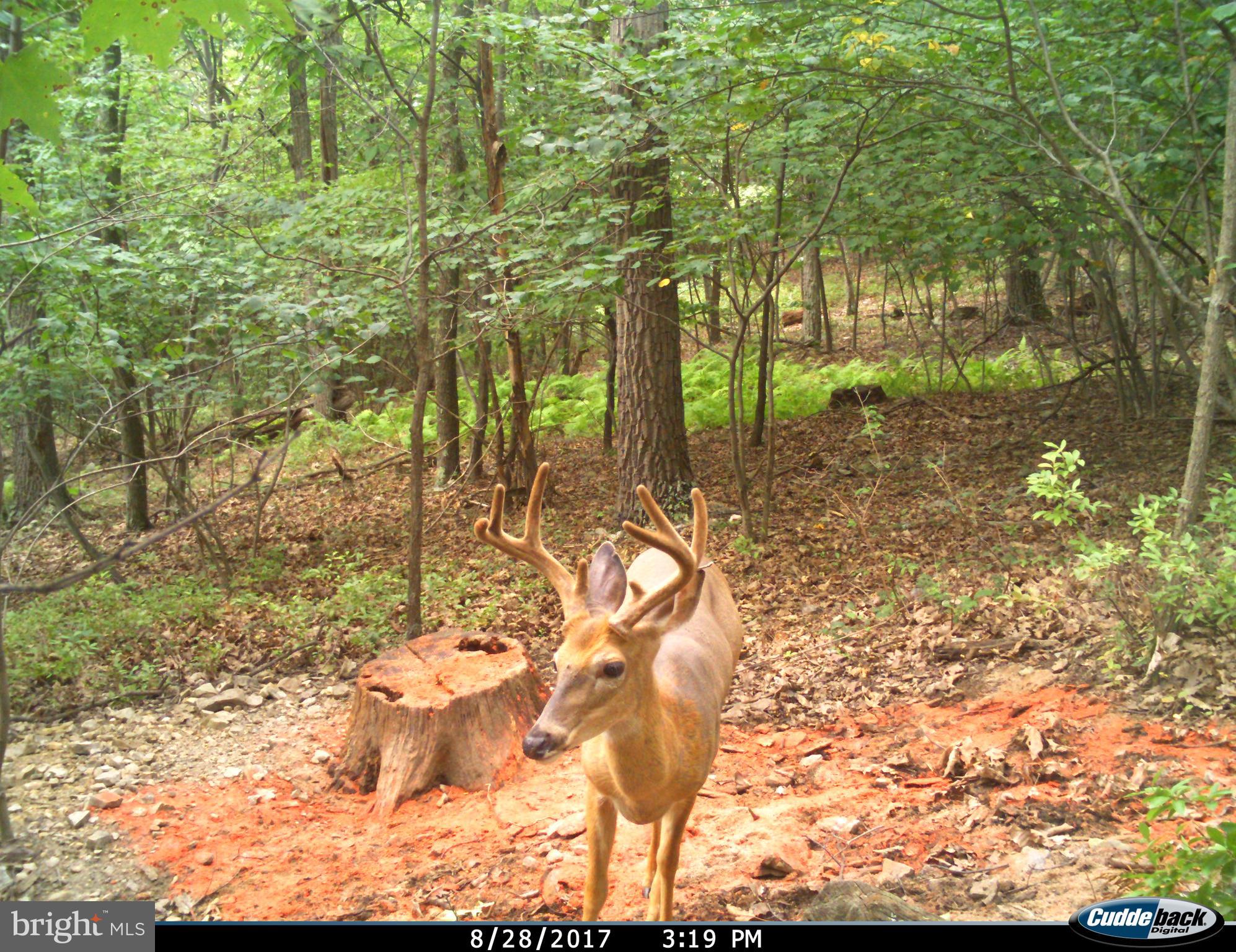 STONY MOUNTAIN LODGE - Land