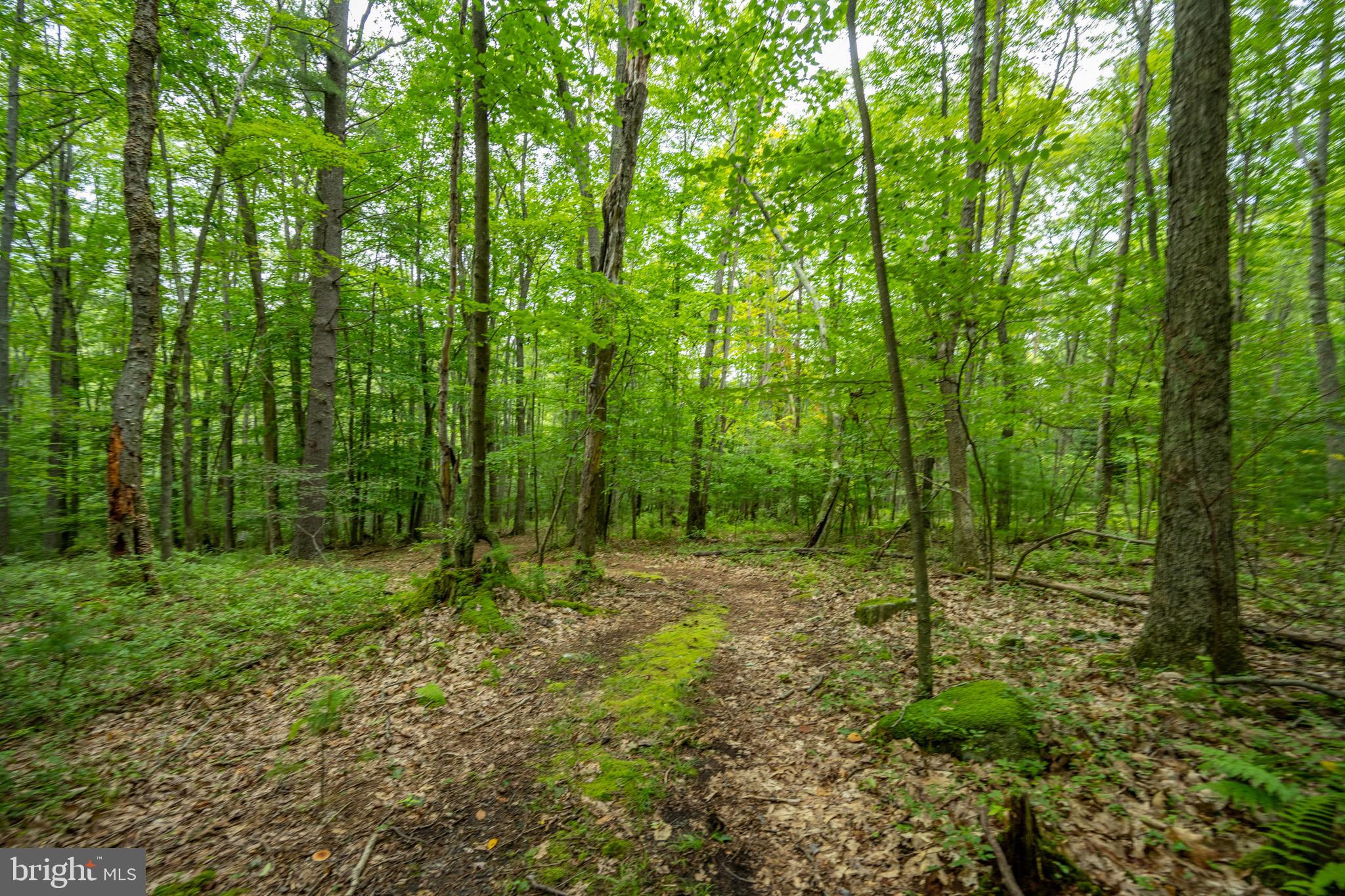 MEADOW MOUNTAIN RUN - Land