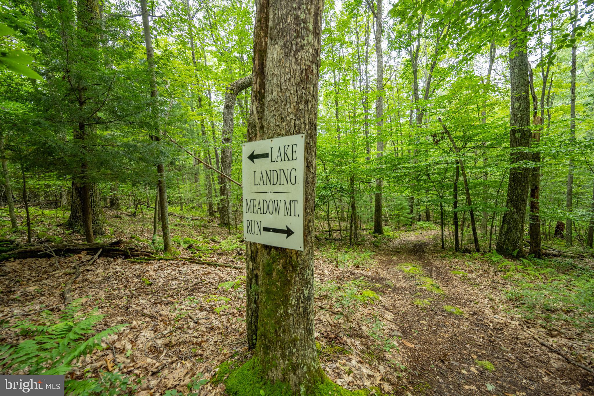 MEADOW MOUNTAIN RUN - Land