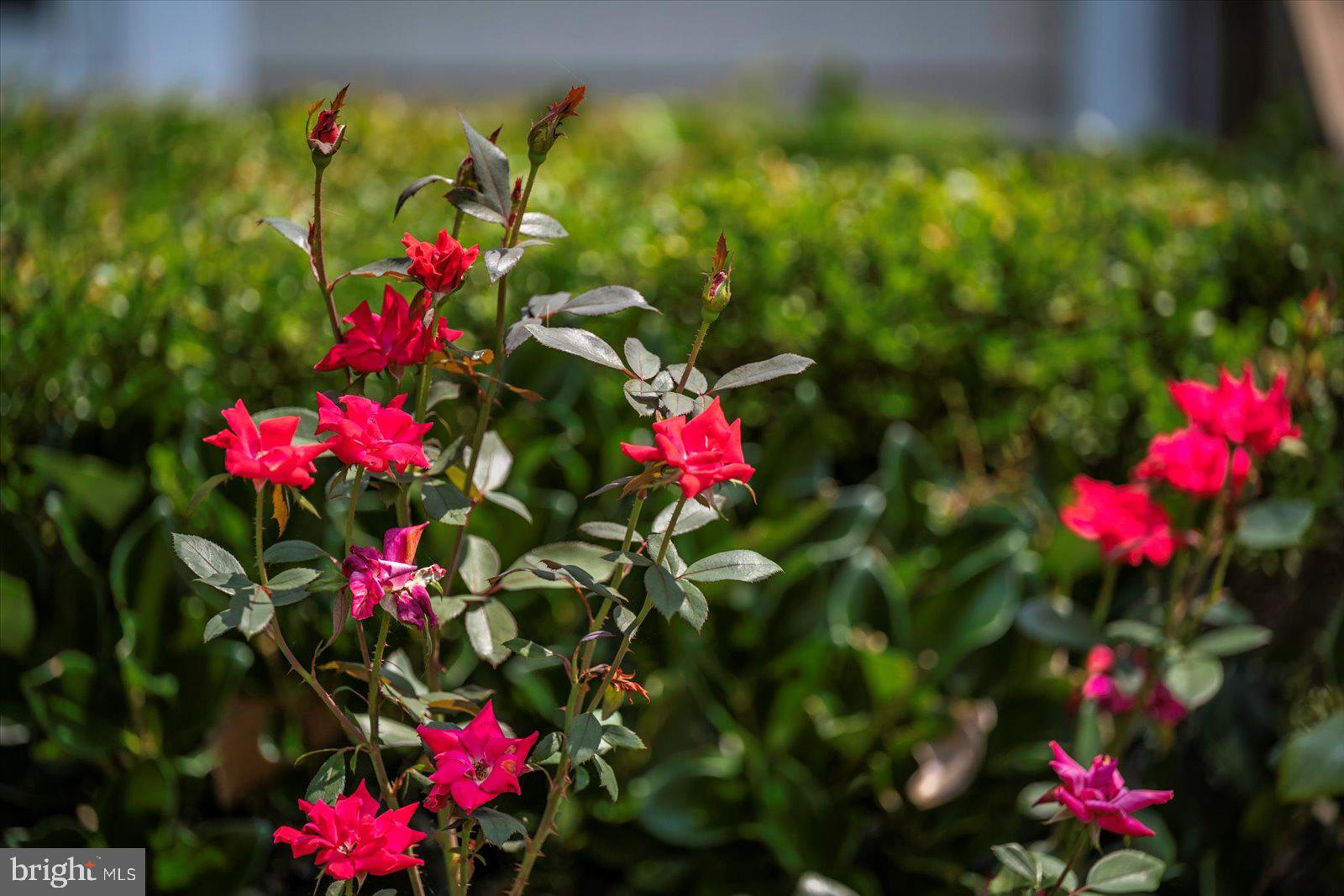 NANTUCKET POINT - Residential