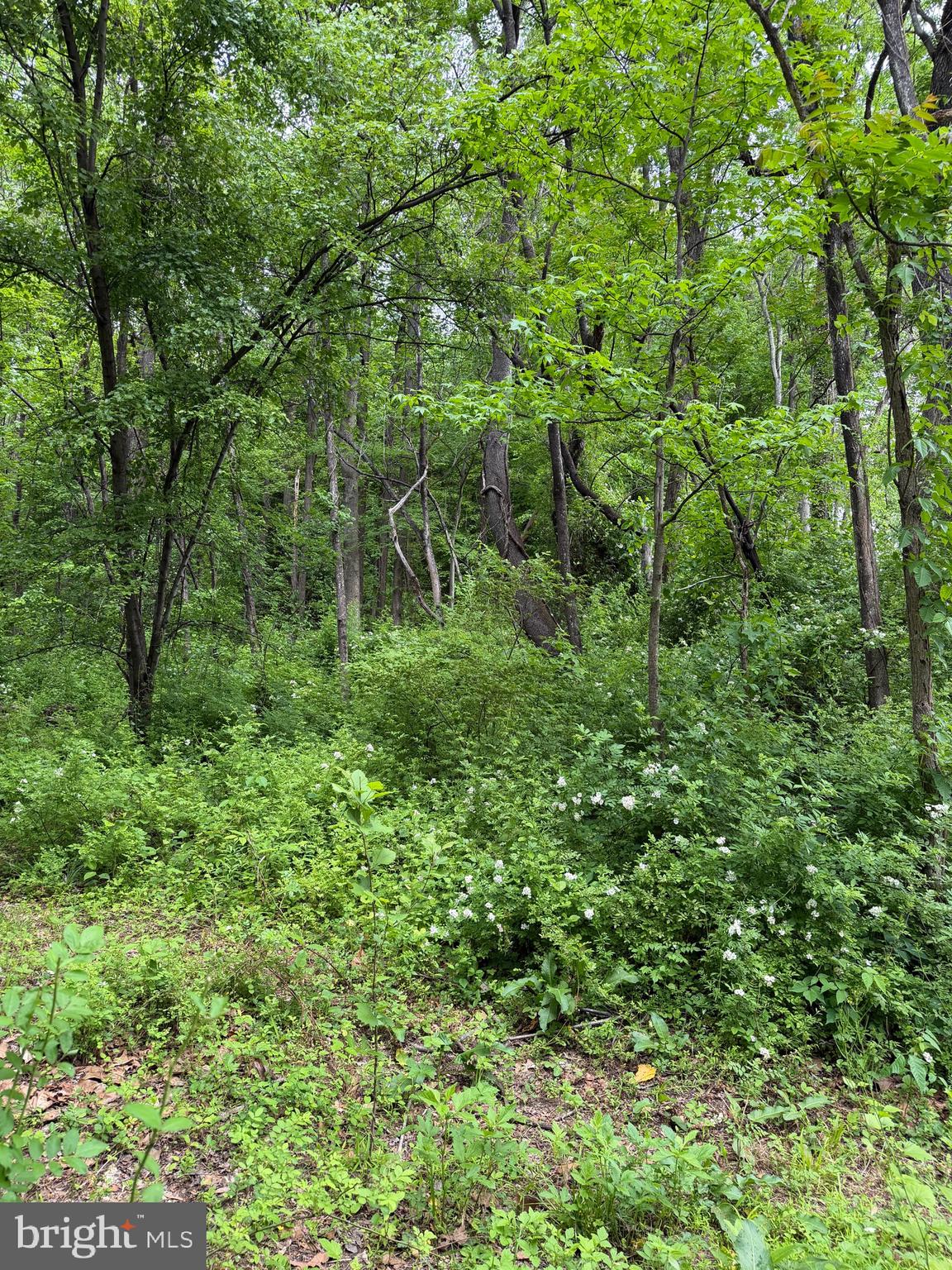 HIDEOUT LANE