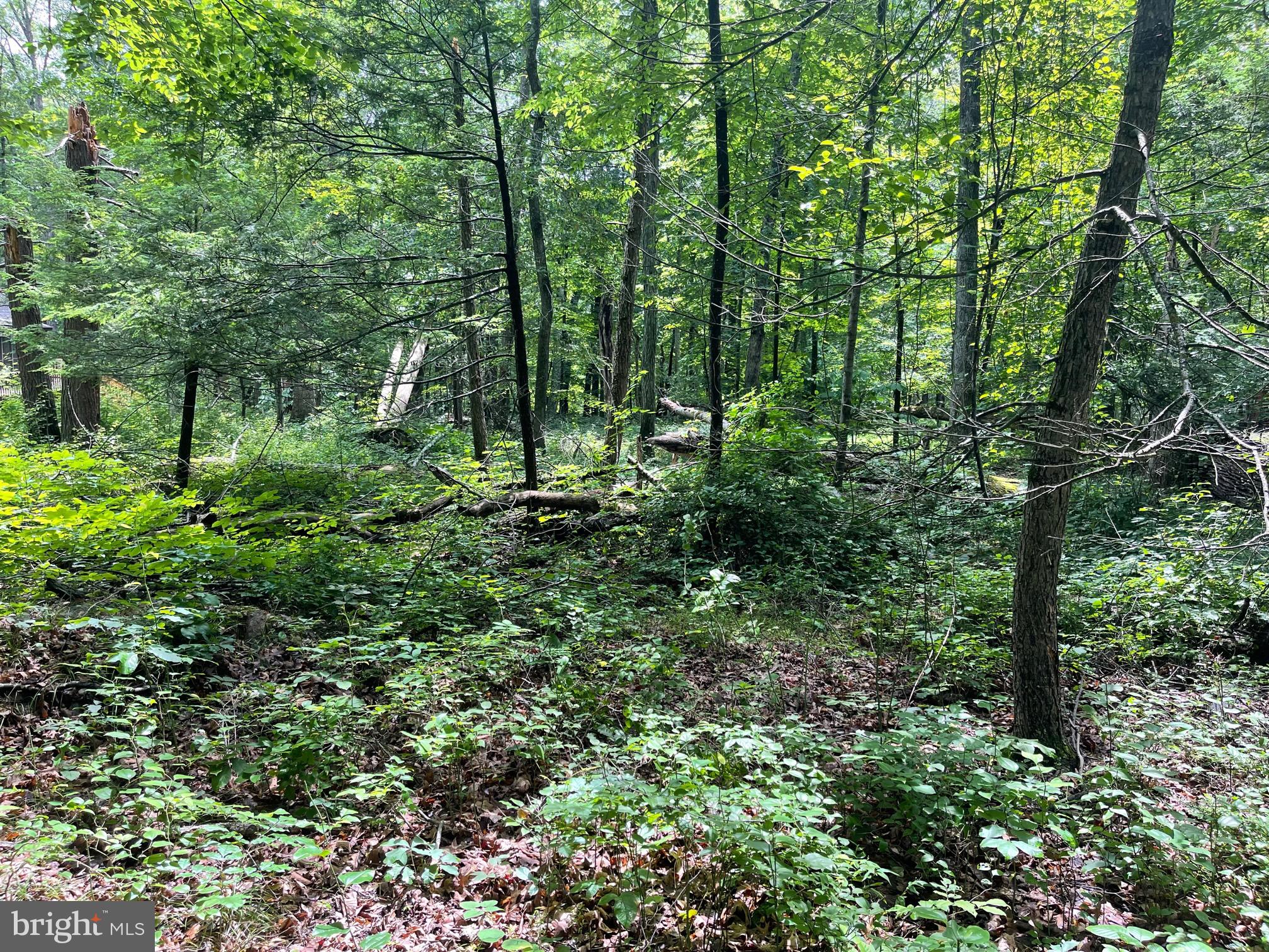 Nice building lot in Coolfont Mountainside. Community offers: swimming pool, hot tub, hiking trails, tennis courts, playground, and much more. Public water is available, public septic is available, and electric is nearby ...so the infrastructure is ready. Less than 10 minutes to town and about the same to Cacapon State Park, so a win-win situation location wise. Plenty of woods and wildlife here.