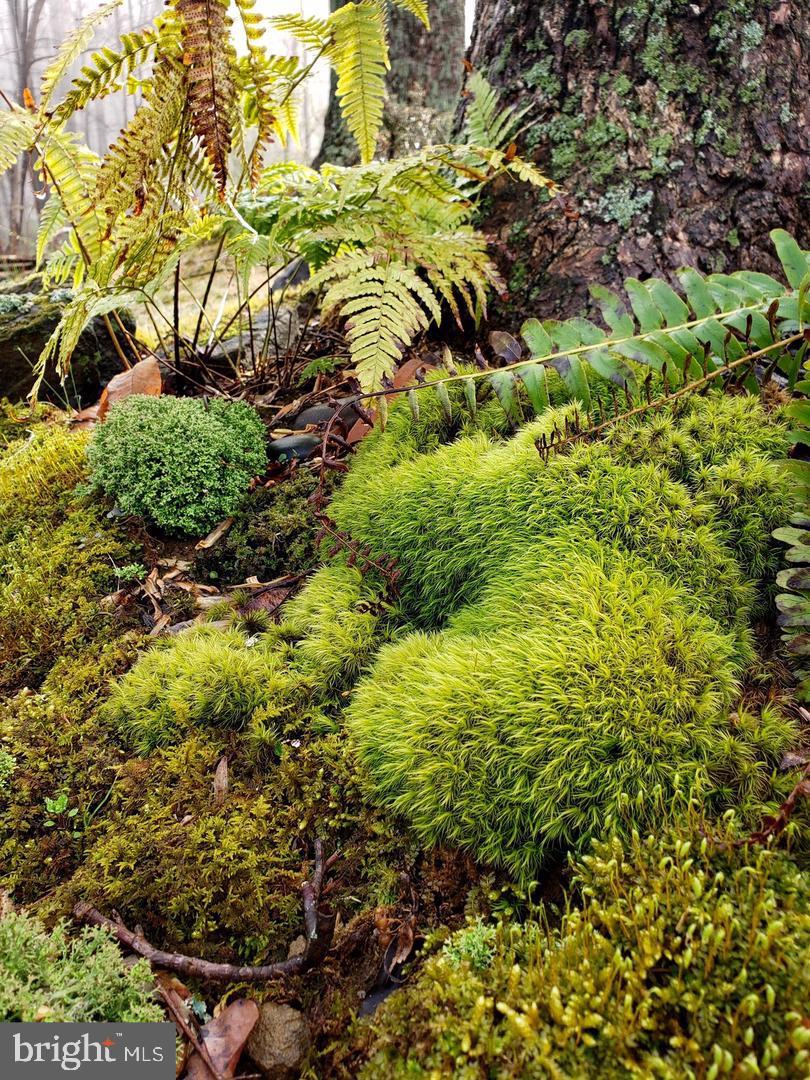 SHANNONDALE - Residential