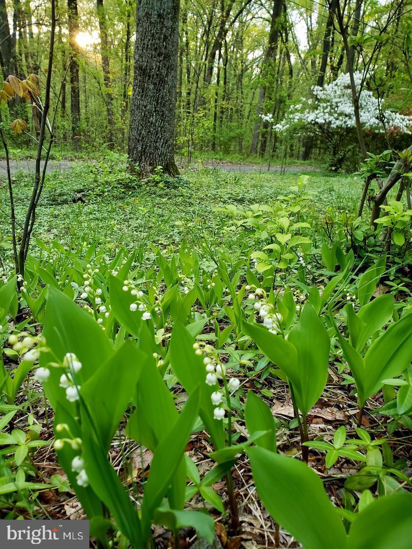 SHANNONDALE - Residential