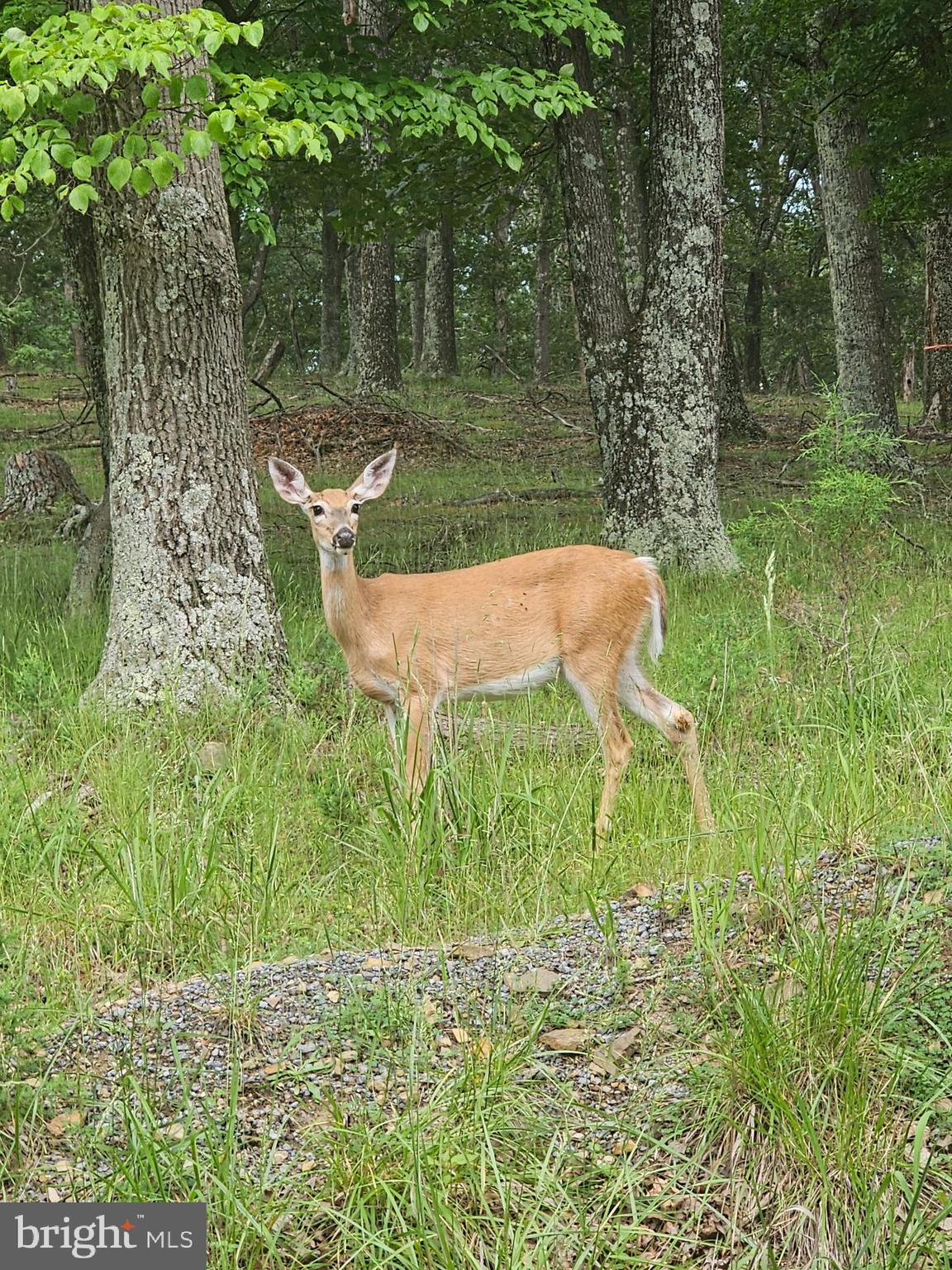 WHITETAIL RIDGE SUBDIV - Residential