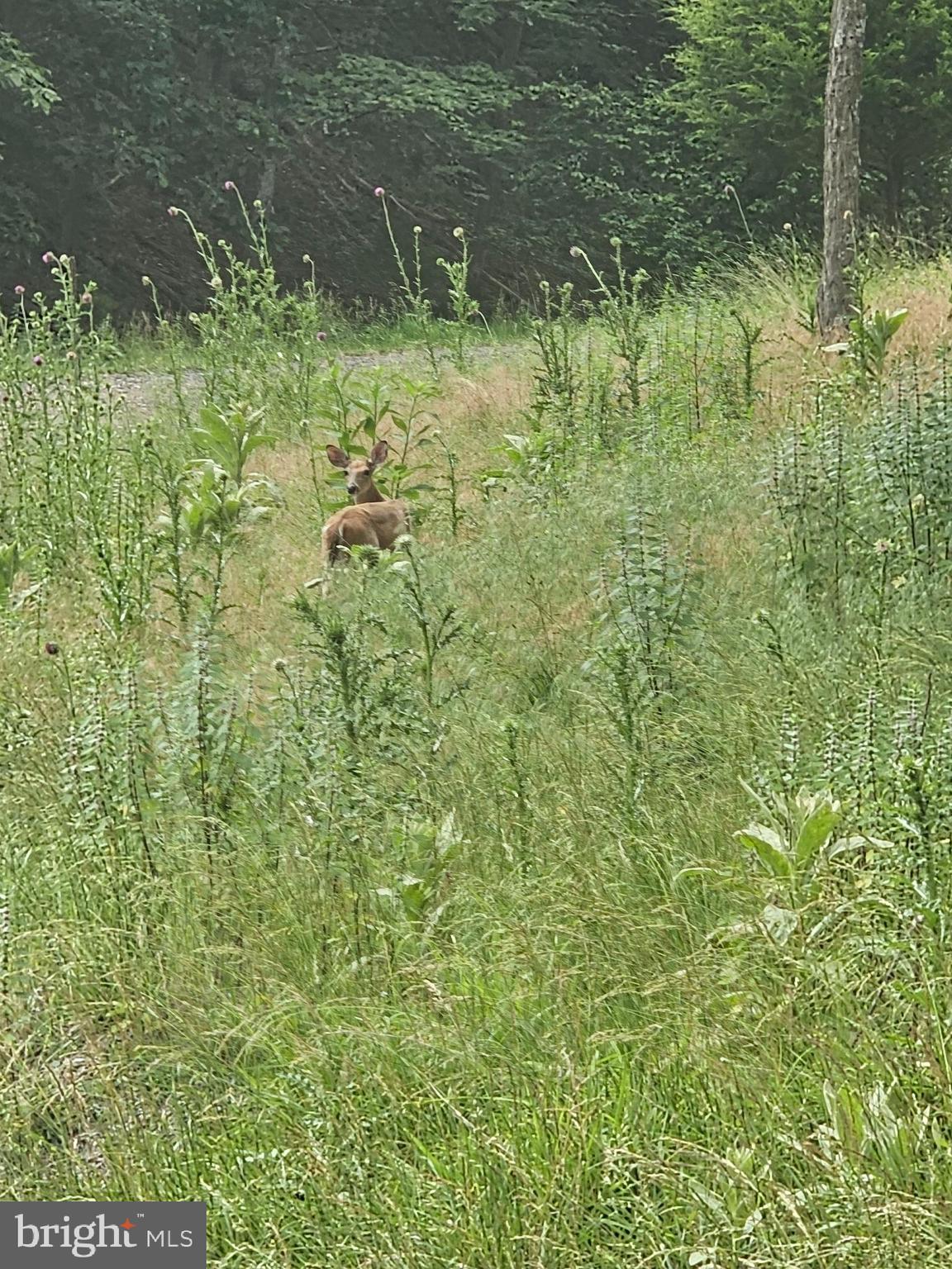 WHITETAIL RIDGE SUBDIV - Residential