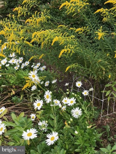 WEST LEWINSVILLE HEIGHTS - Residential