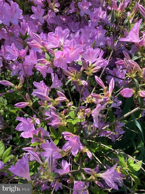 WEST LEWINSVILLE HEIGHTS - Residential