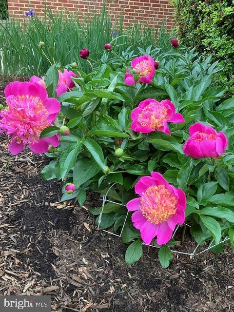 WEST LEWINSVILLE HEIGHTS - Residential