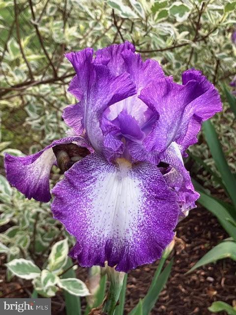 WEST LEWINSVILLE HEIGHTS - Residential