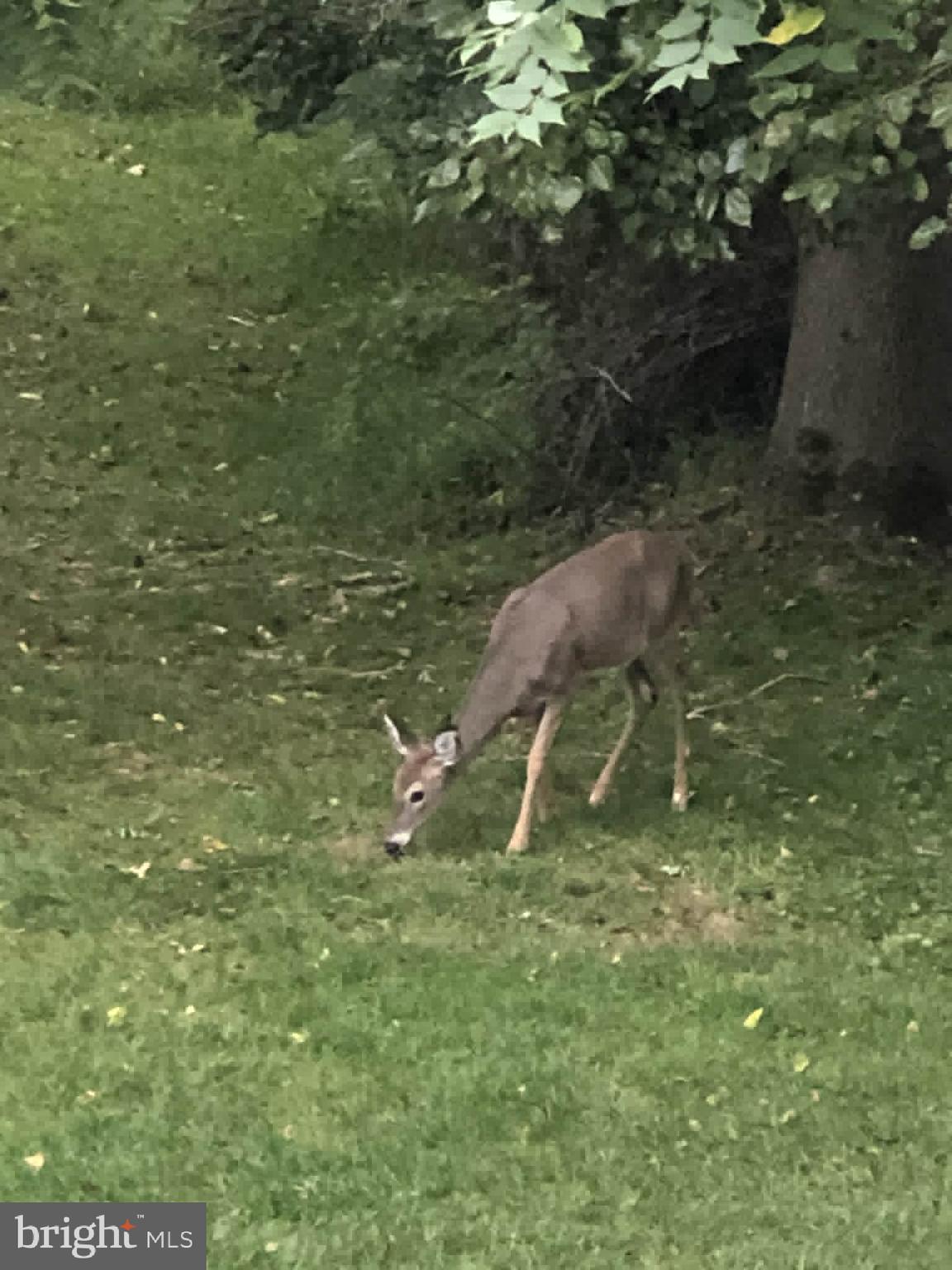 998 JESSICAS COURT 2