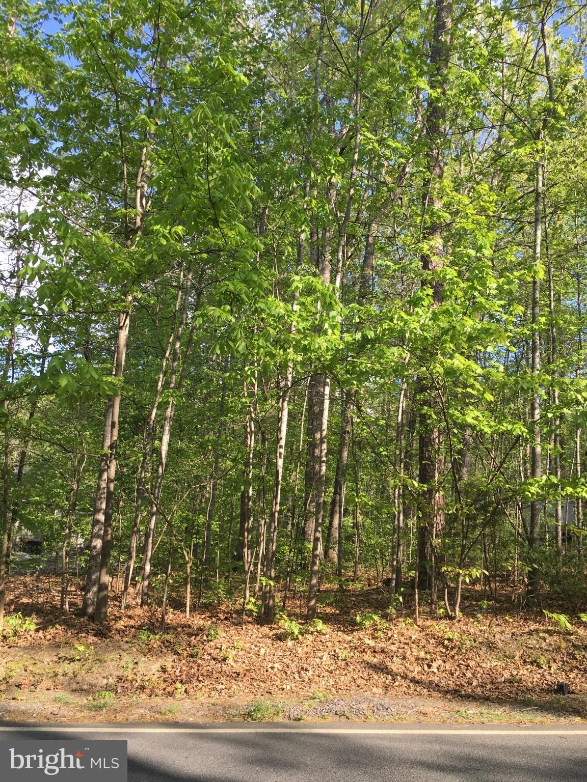 LAKE OF THE WOODS - Land