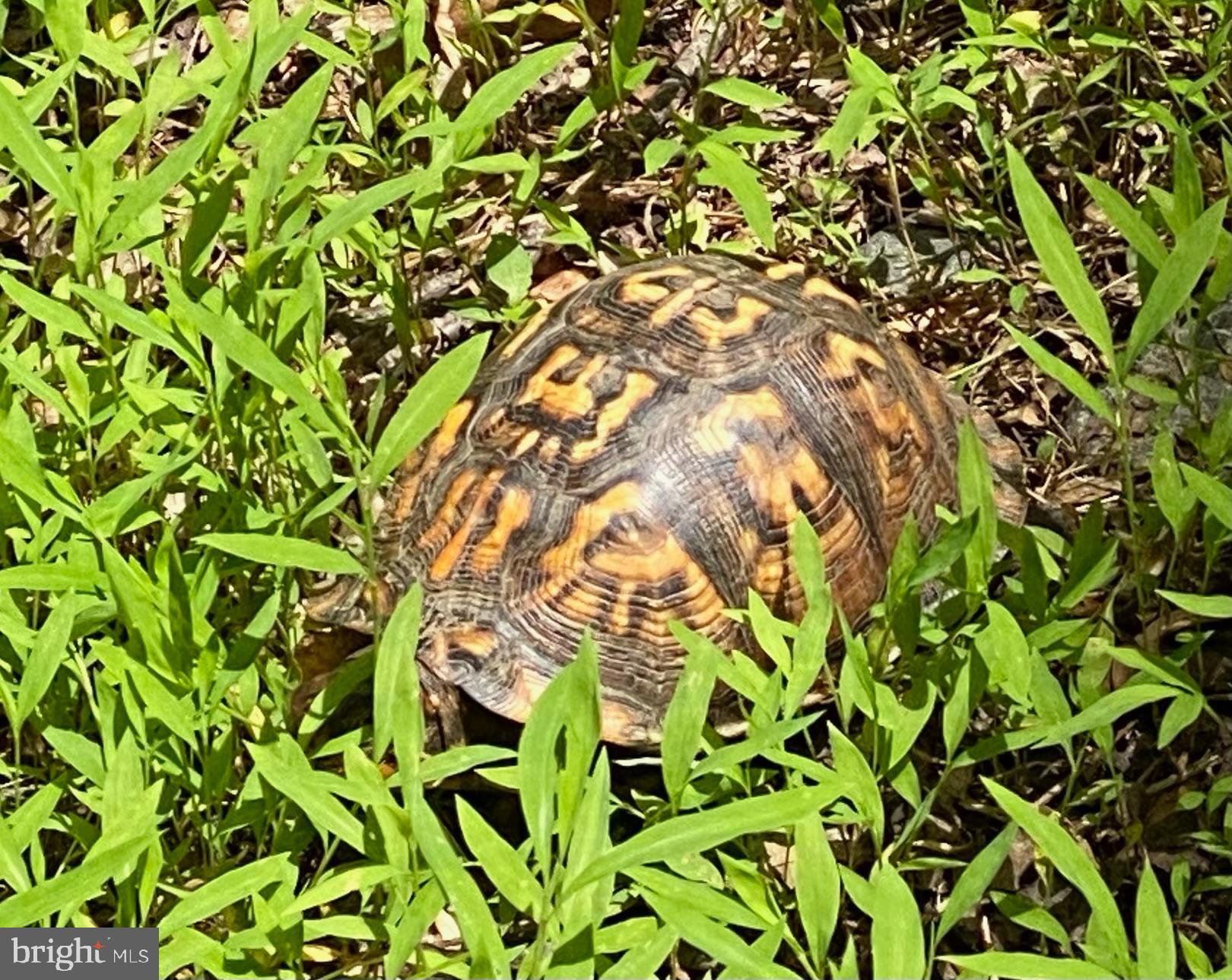 OCCOQUAN OAKS - Land