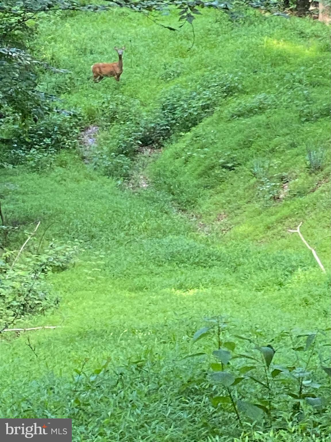 OCCOQUAN OAKS - Land