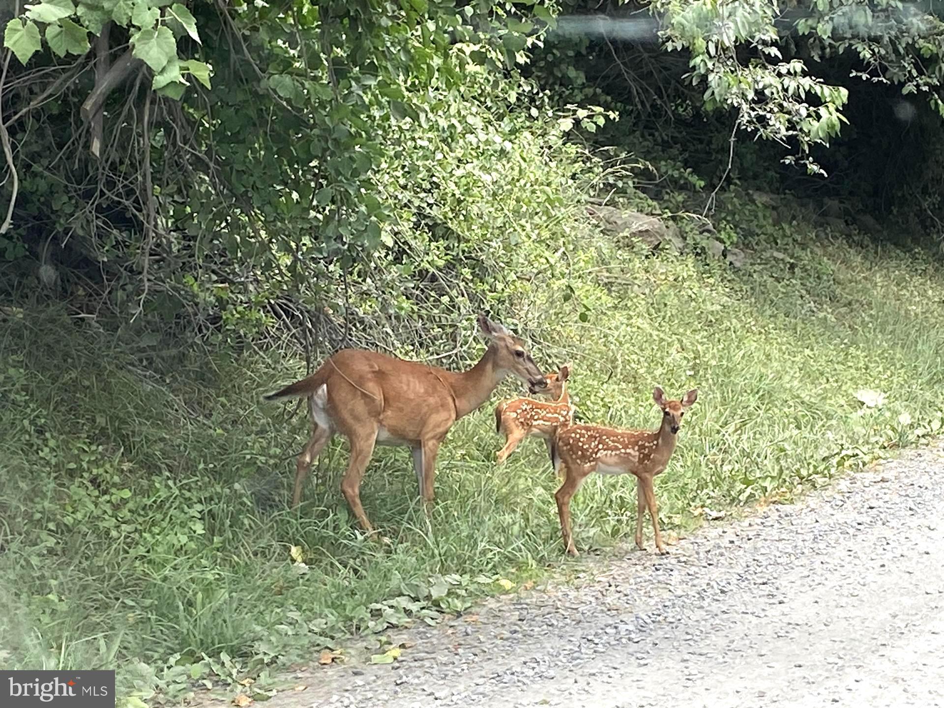 SKYLINE LAKES - Land