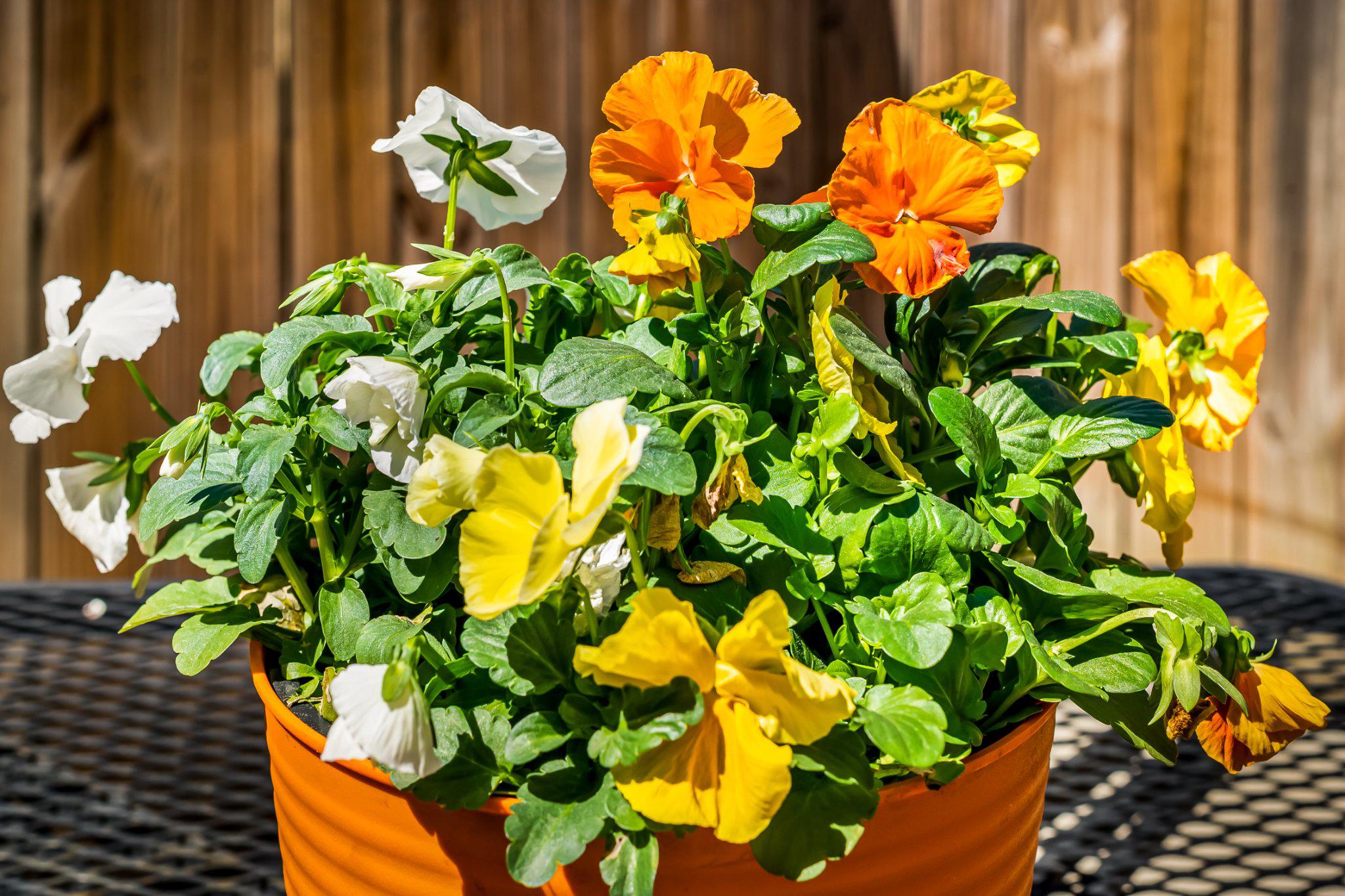 REMINGTON HISTORIC DISTRICT - Residential