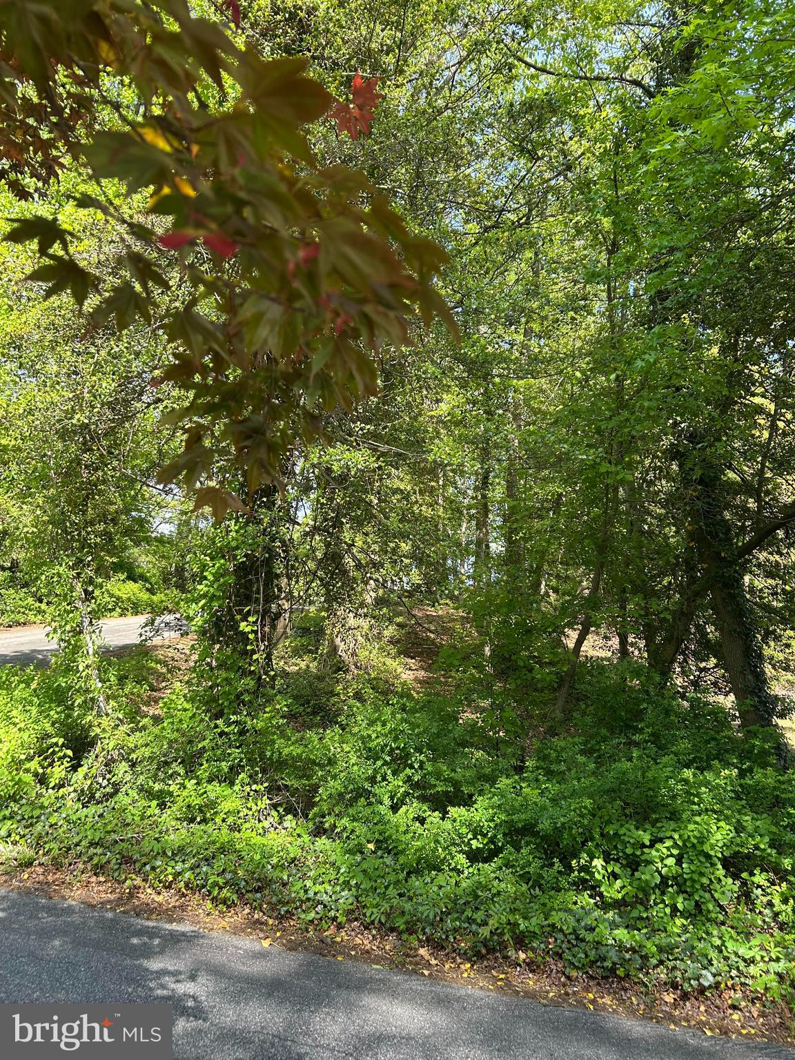 BUTTONWOOD TRAIL