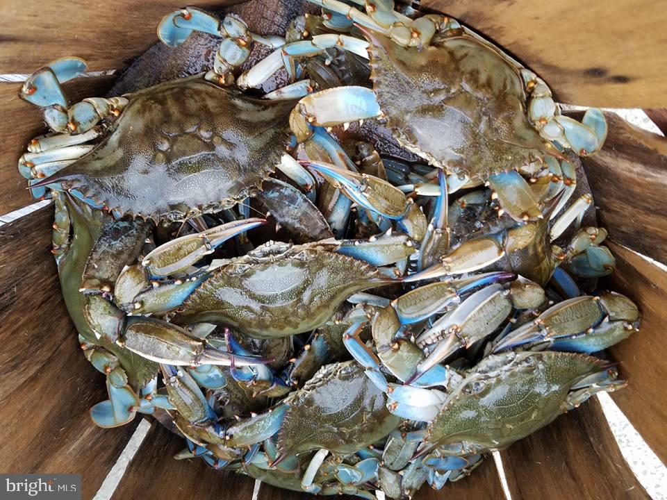 MALLARD RUN - Residential