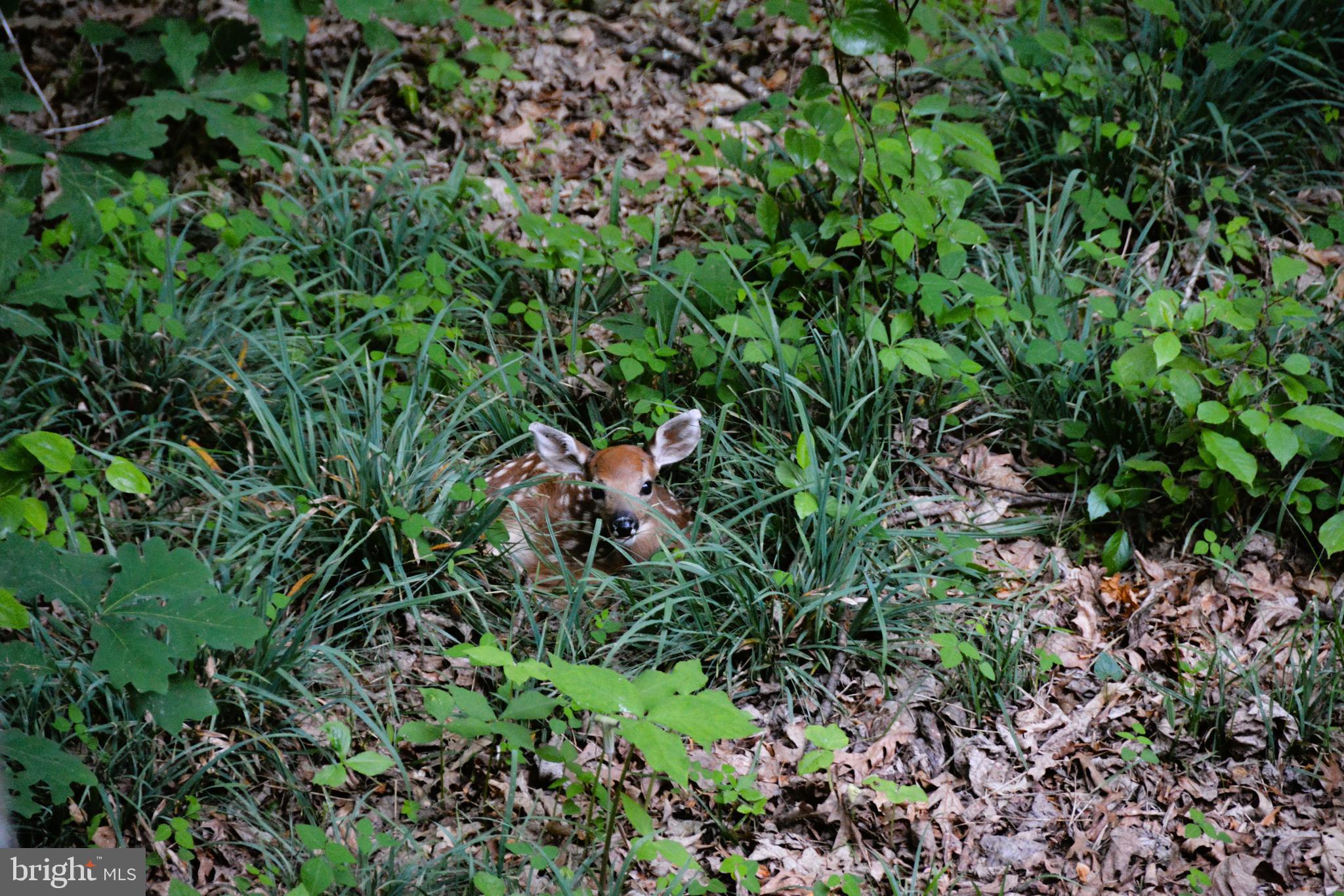 WEST OAKS ESTATES - Residential