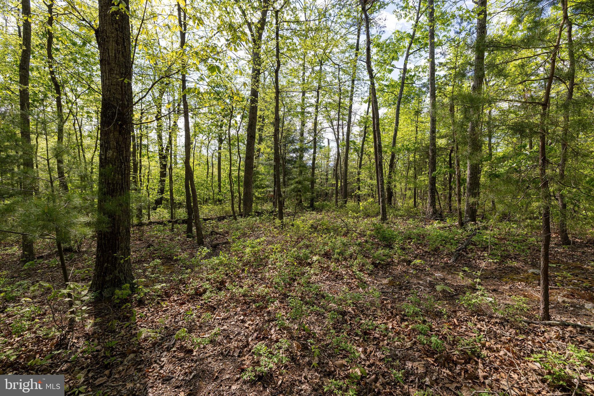SHENANDOAH FOREST - Land