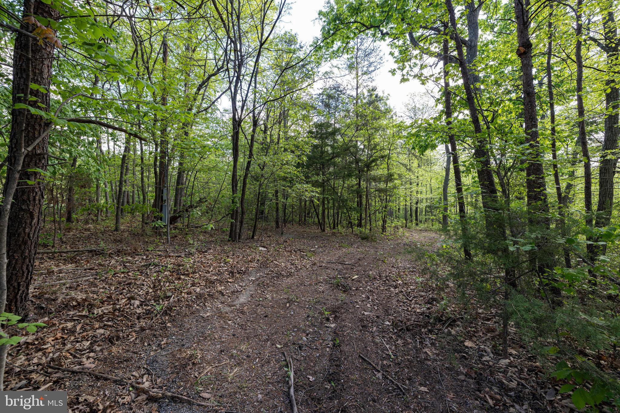 SHENANDOAH FOREST - Land