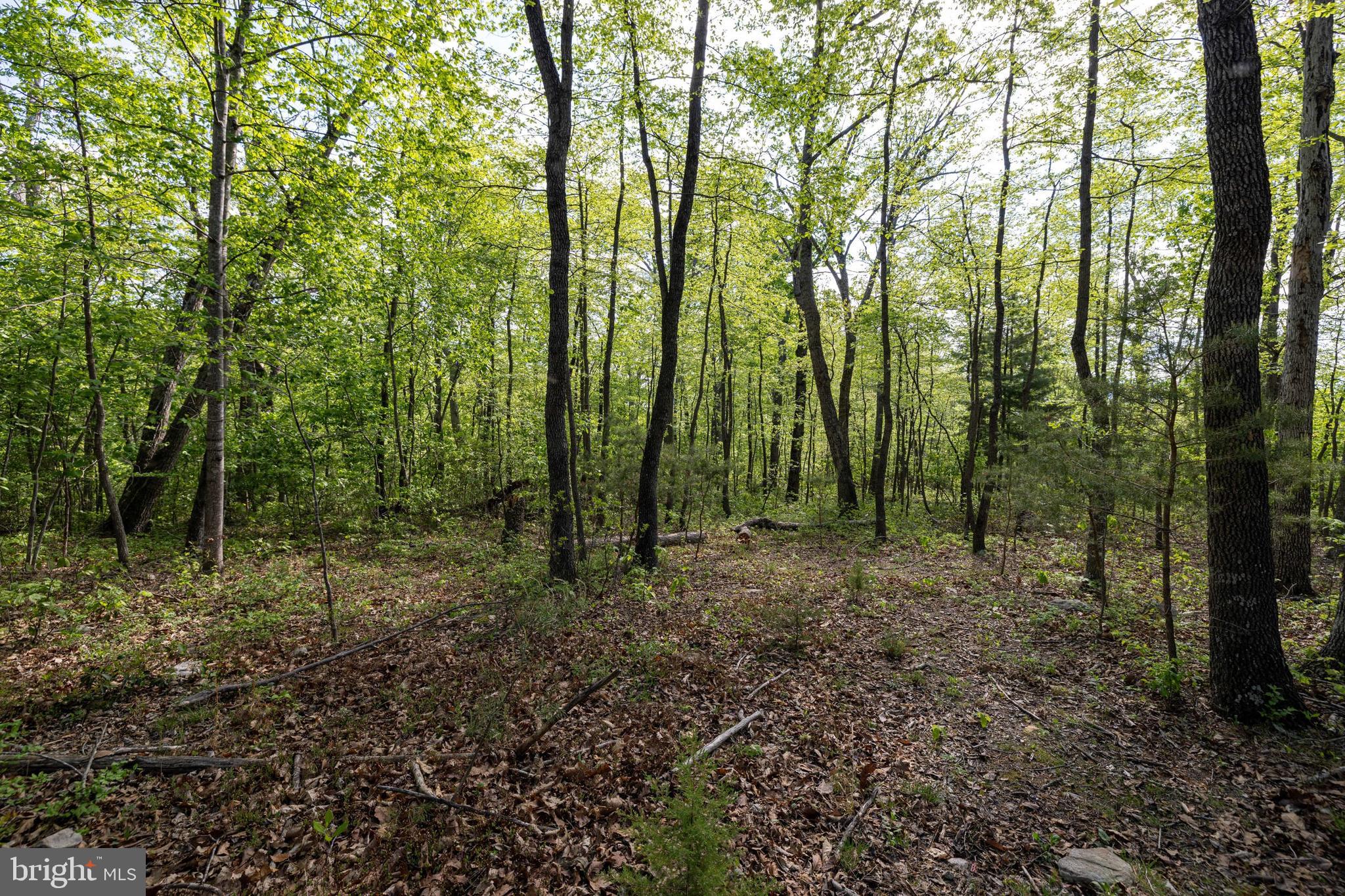 SHENANDOAH FOREST - Land